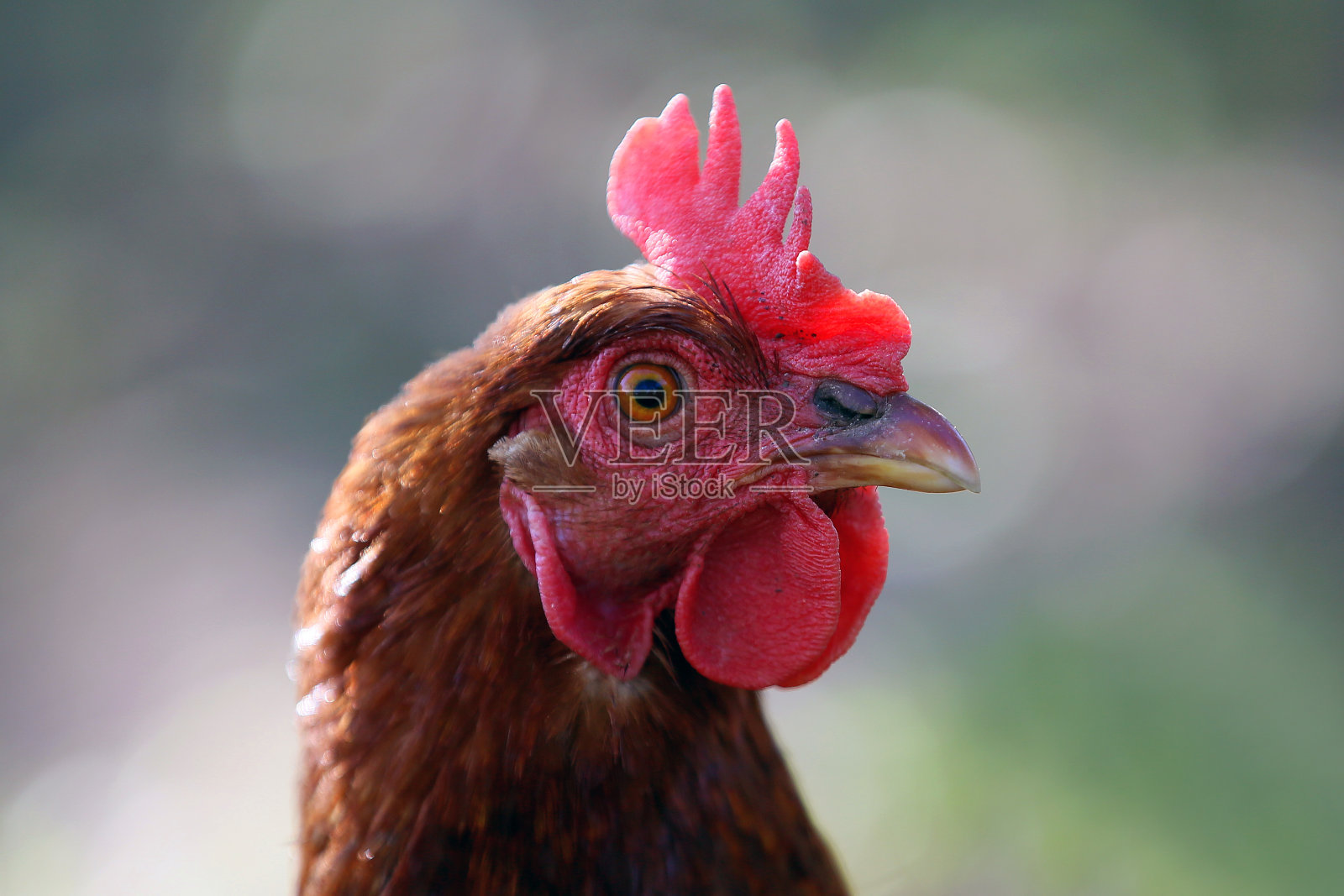 来自家庭动物园的美丽的装饰鸟类照片摄影图片