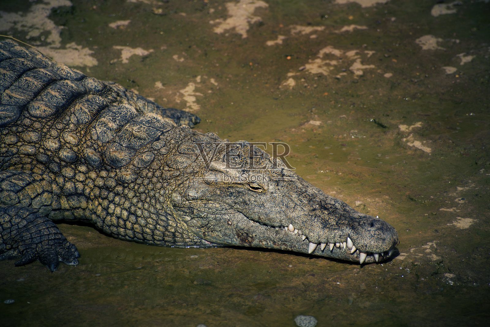 这张照片摄于阿加迪尔市的鳄鱼园照片摄影图片