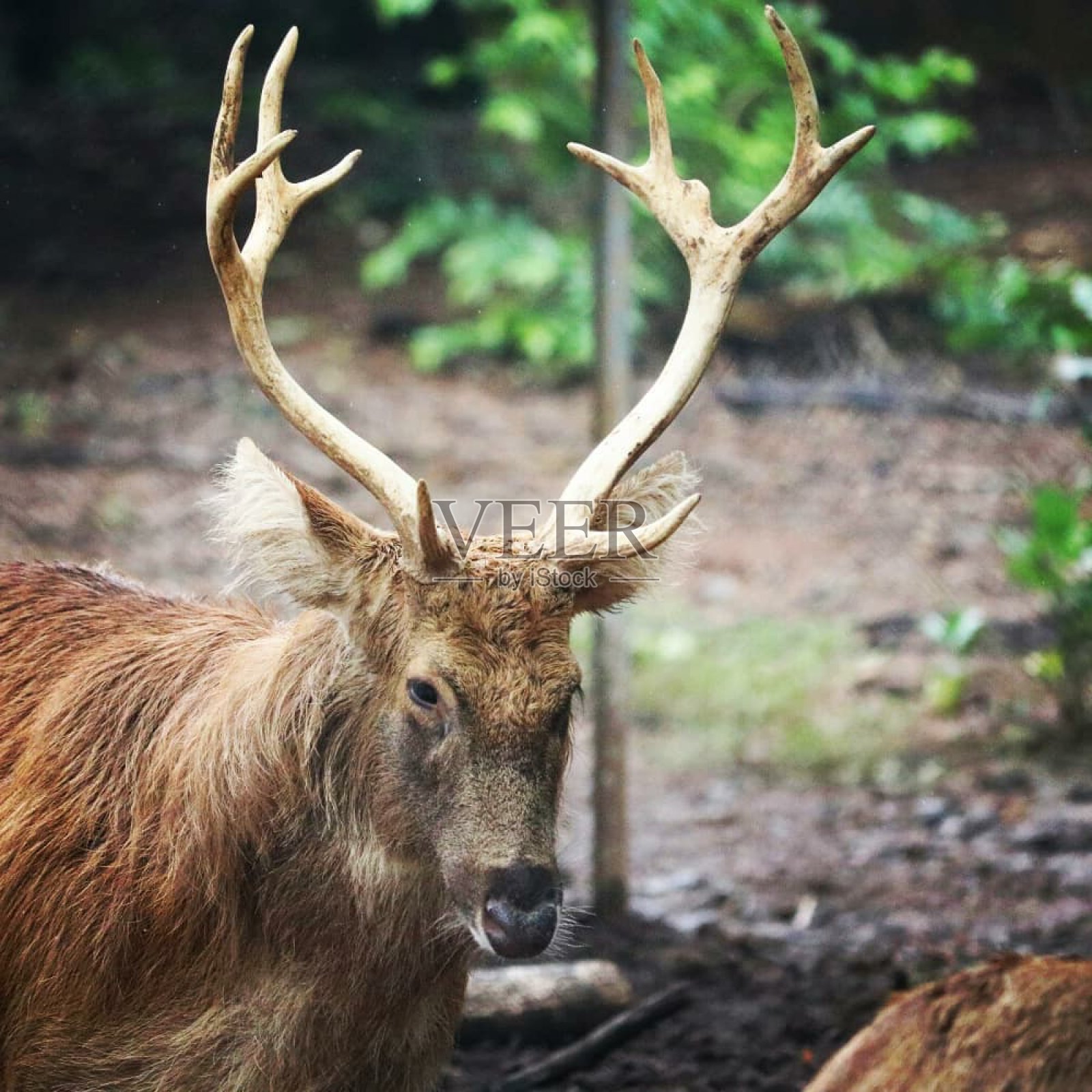 鹿摄影照片摄影图片