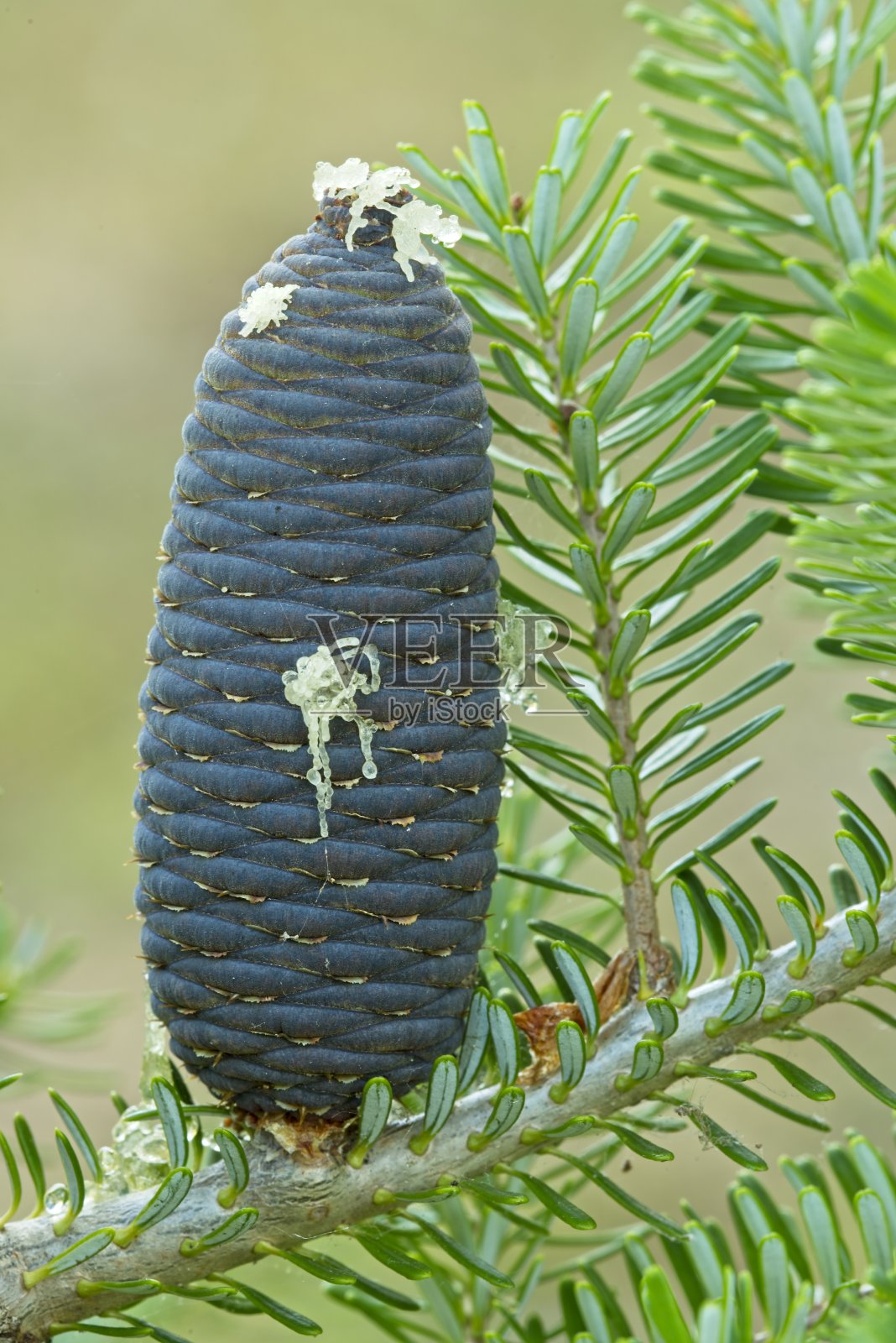 近距离观察红松球果照片摄影图片