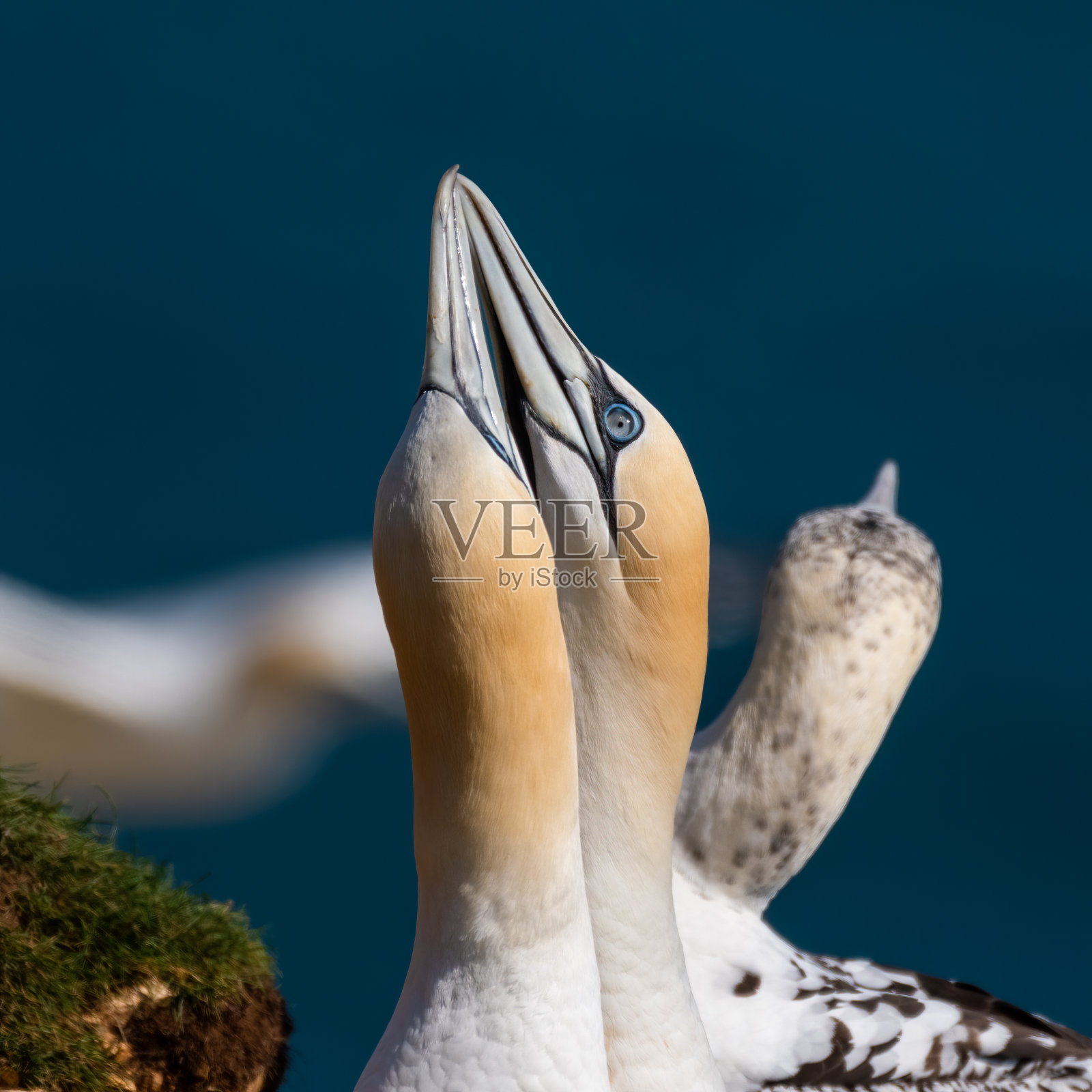 一对塘鹅在交配舞蹈照片摄影图片