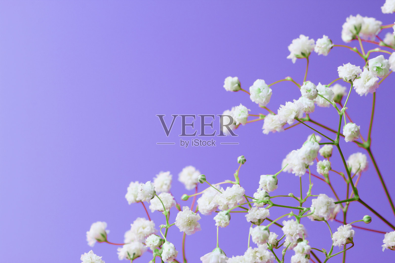 春天的花朵组成。蓝色背景上的吉普赛花特写。俯视图，平放，文本的位置，复制空间。照片摄影图片