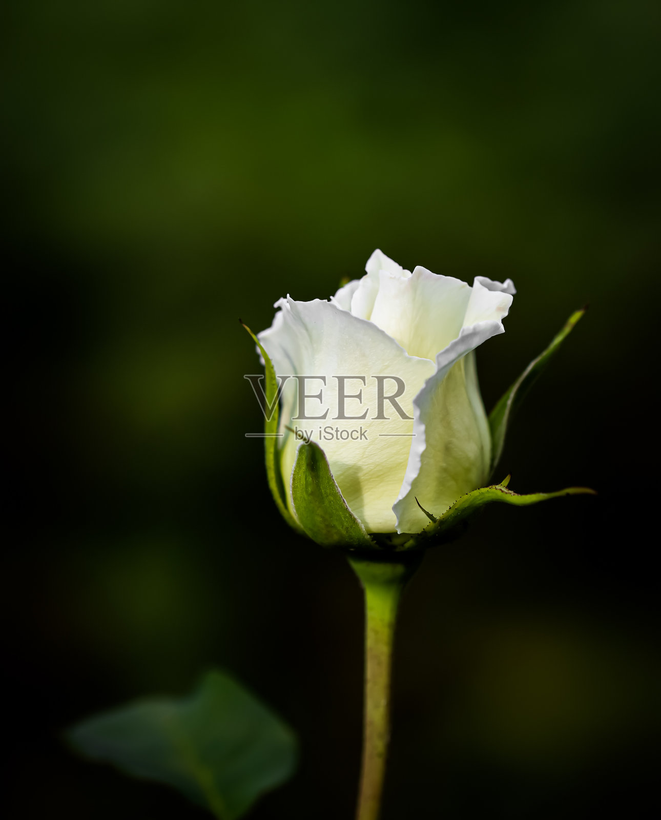 美丽的白玫瑰孤立在黑色的背景。理想的贺卡为婚礼，生日，情人节，母亲节照片摄影图片