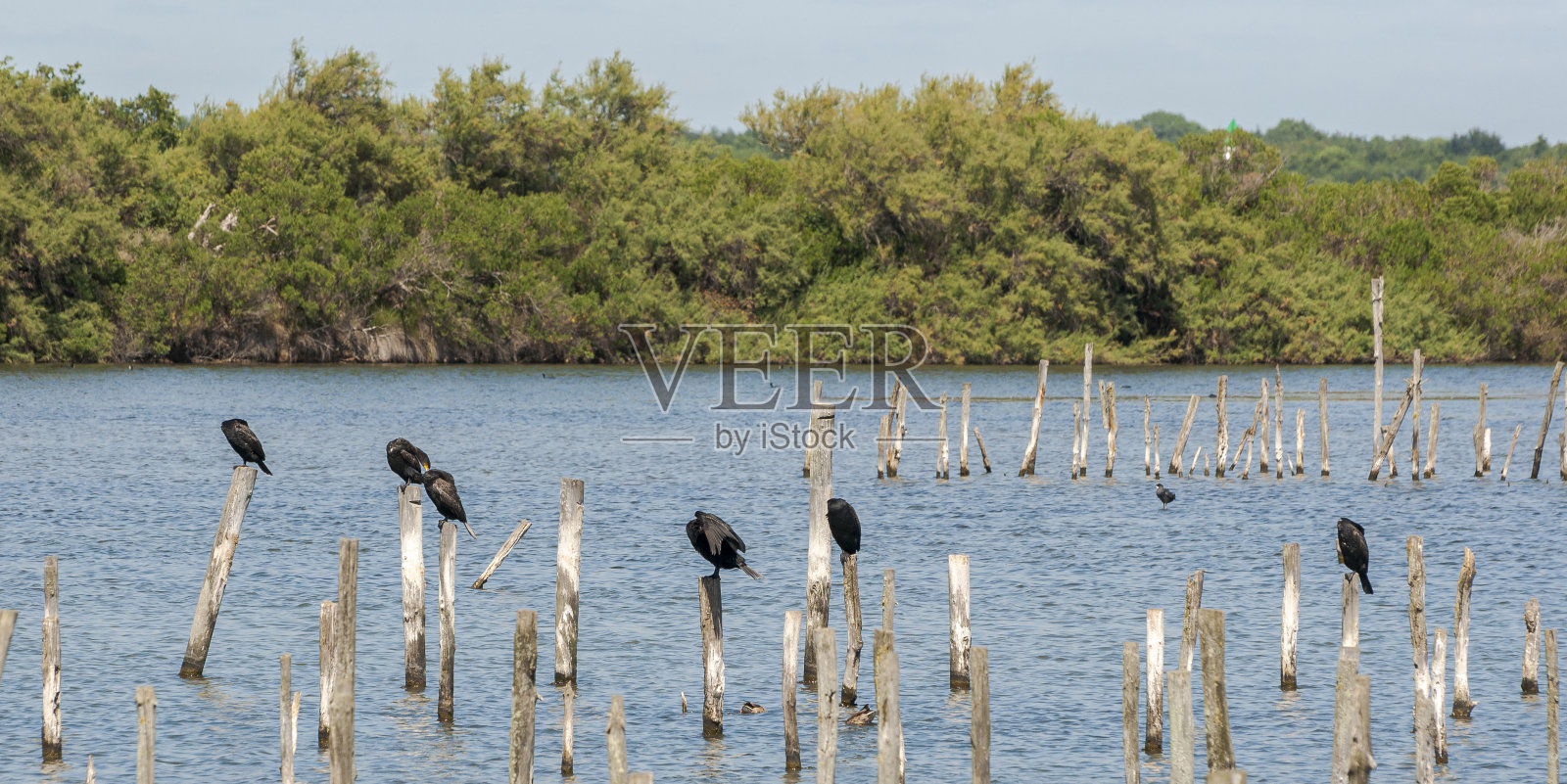 一群鸬鹚，鸬鹚照片摄影图片
