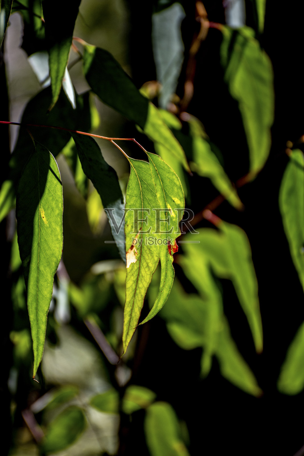 口香糖的叶子。大火之后。新州雨林的再生。照片摄影图片
