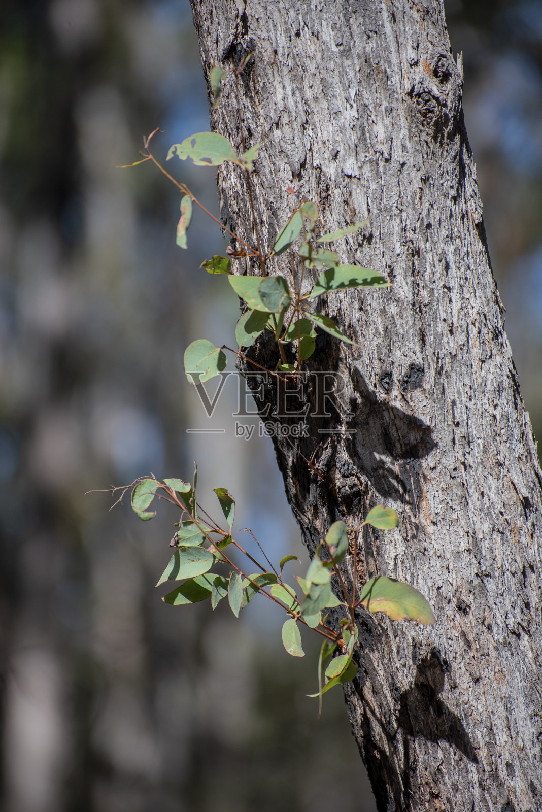口香糖的叶子。大火之后。新州雨林的再生。照片摄影图片
