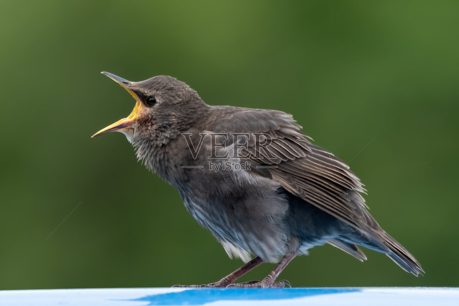 寻找食物的小星城照片摄影图片