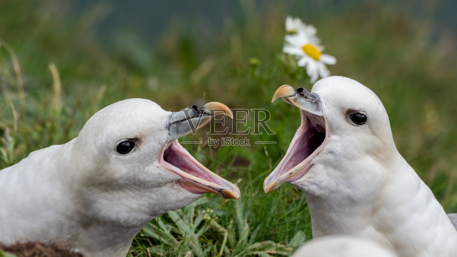 富尔马的嘴大张着照片摄影图片