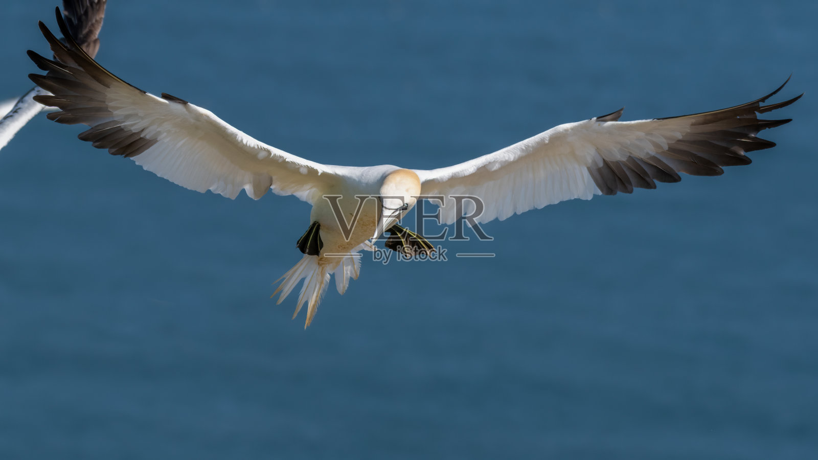 成年塘鹅在充分飞行照片摄影图片
