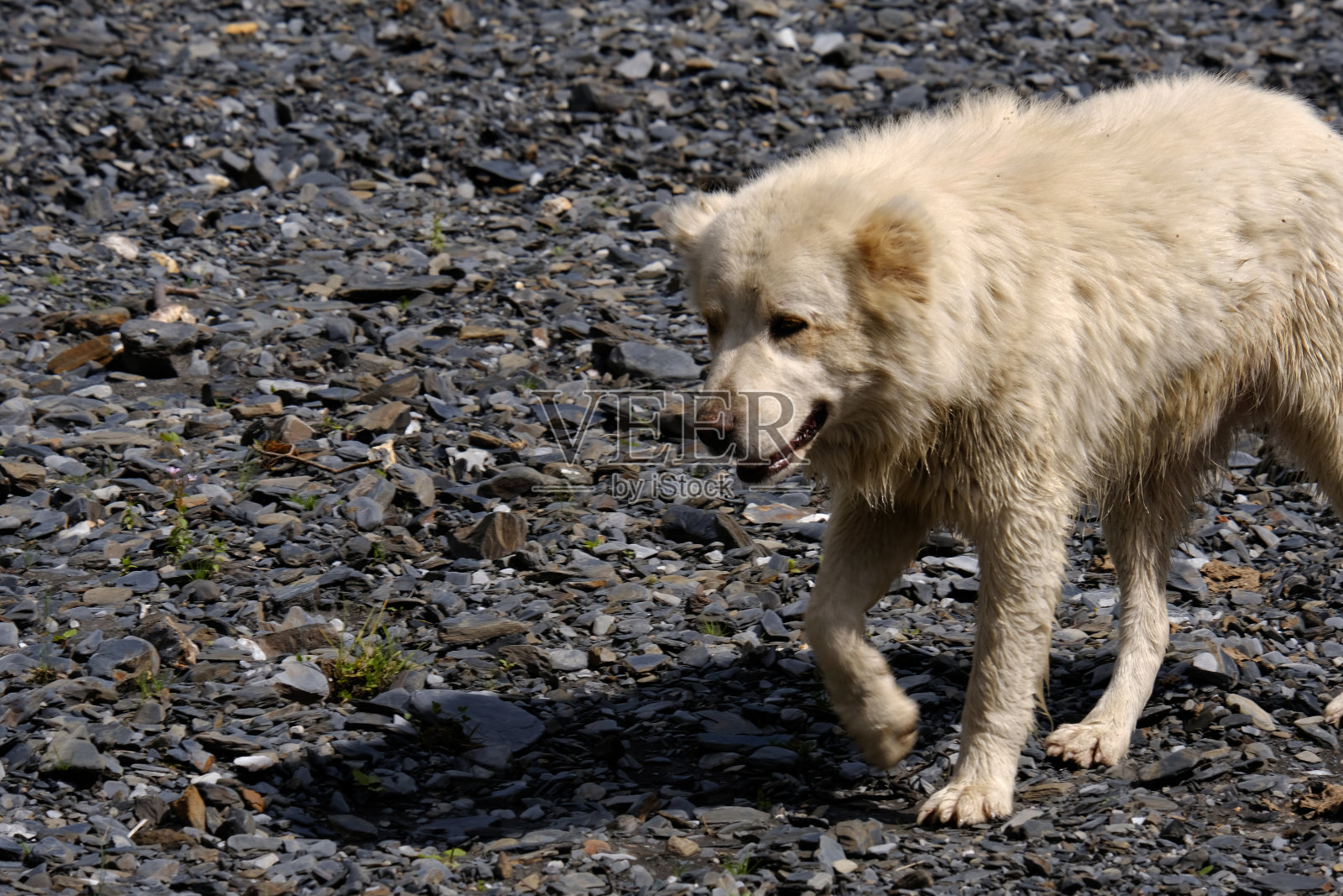 干涸河床边的牧羊犬。照片摄影图片