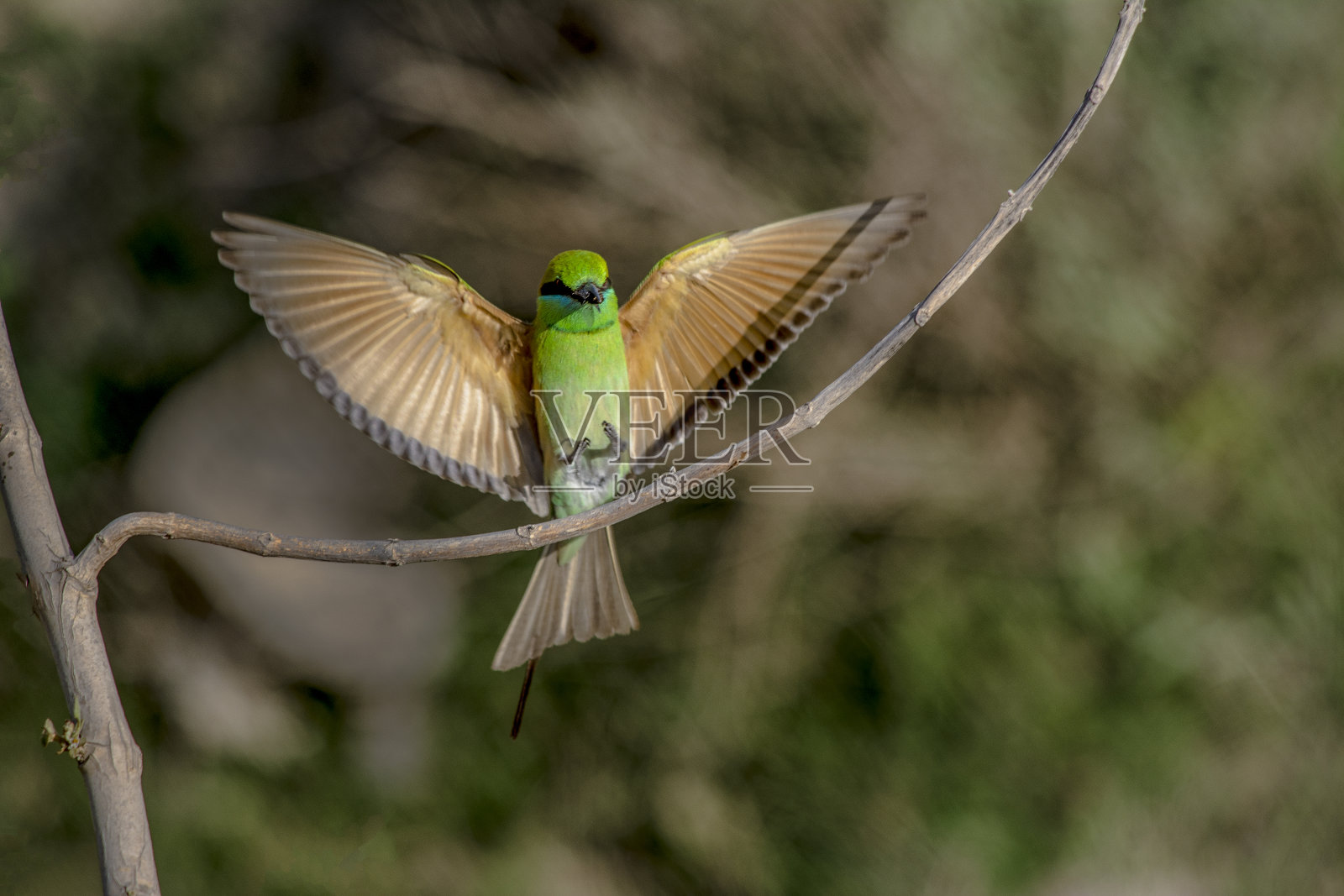 蜜蜂吃照片摄影图片