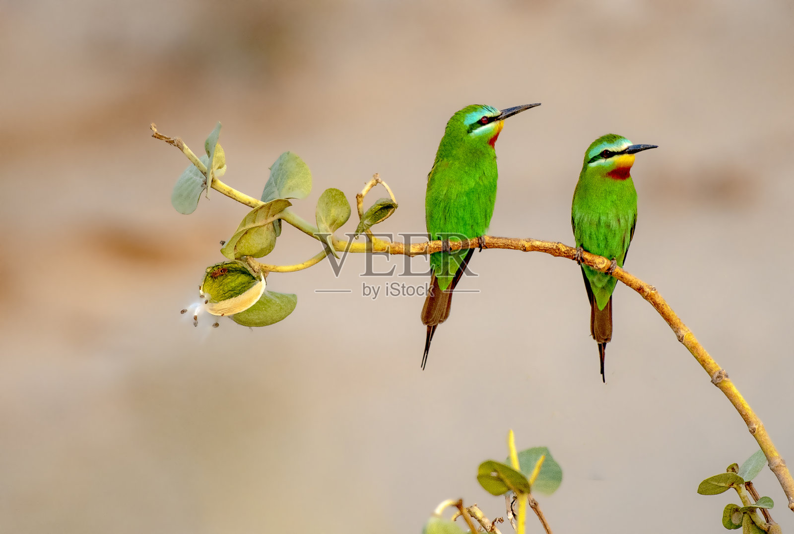 蜜蜂吃照片摄影图片