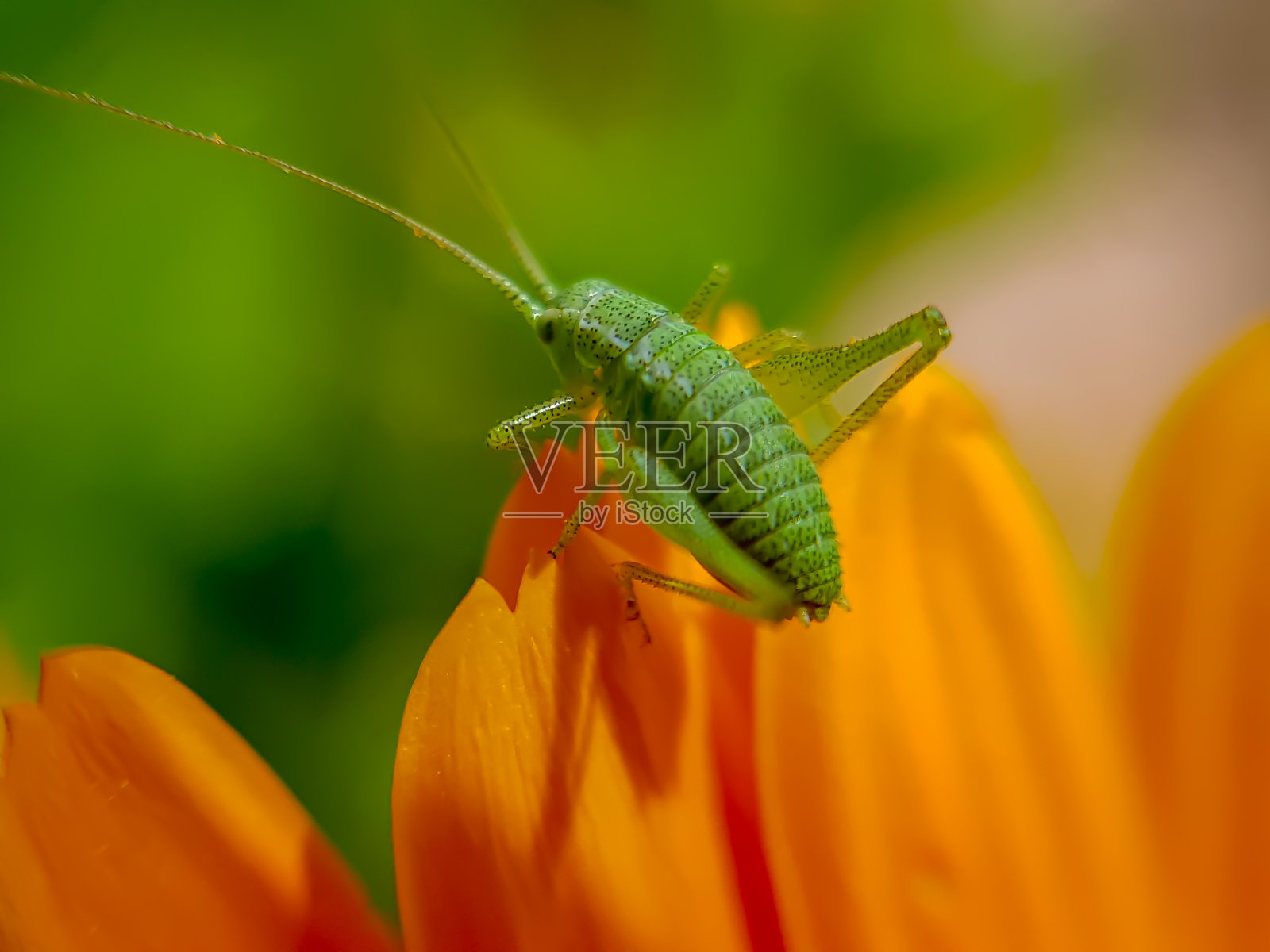 一只绿色的小点蝗准备从花园里的一朵橙色的花上跳下来。微距照片与软散焦照片摄影图片