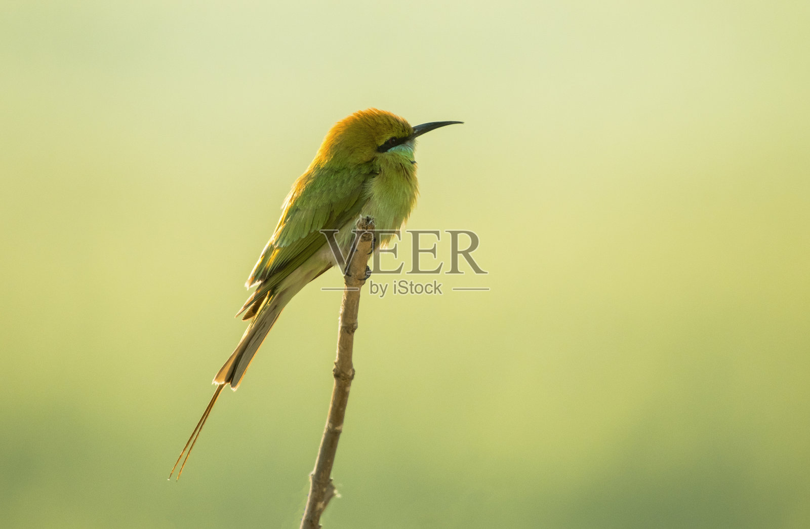 蜜蜂吃照片摄影图片