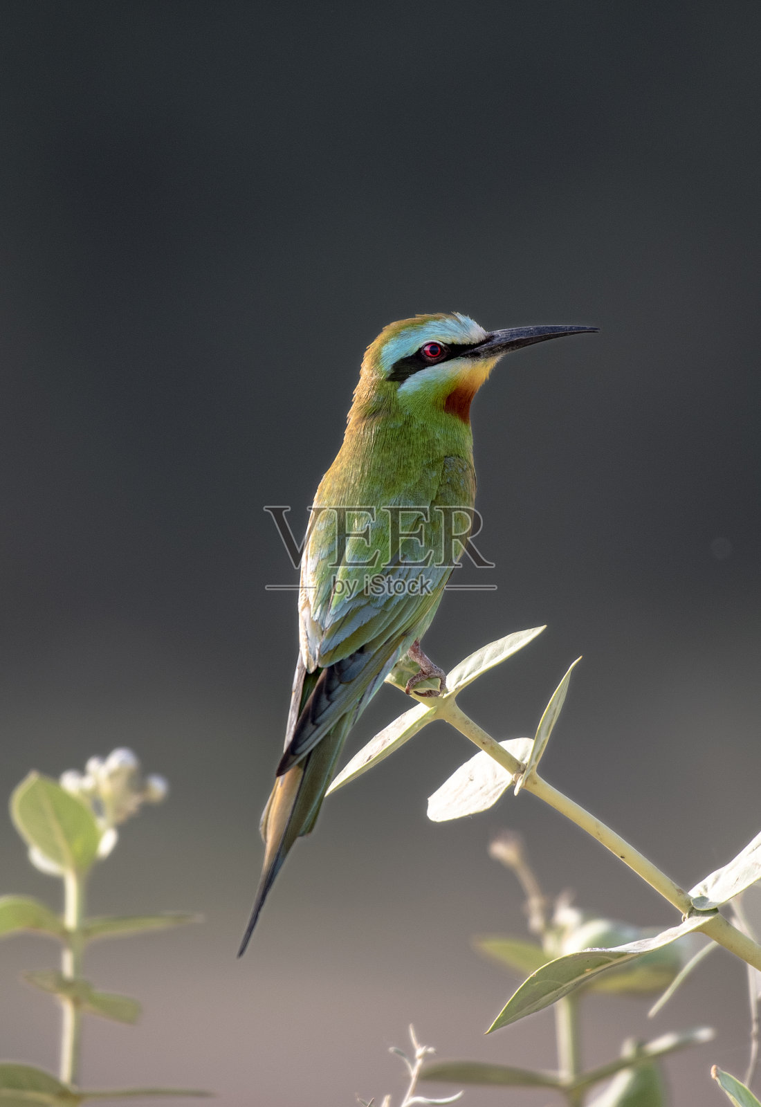 蜜蜂吃照片摄影图片
