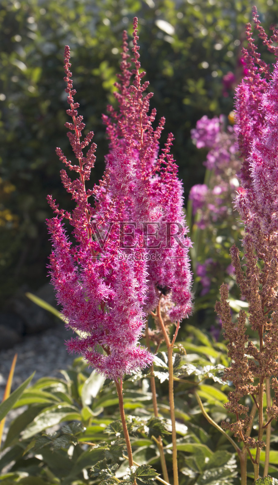 夏日花园中盛开的落新妇花照片摄影图片