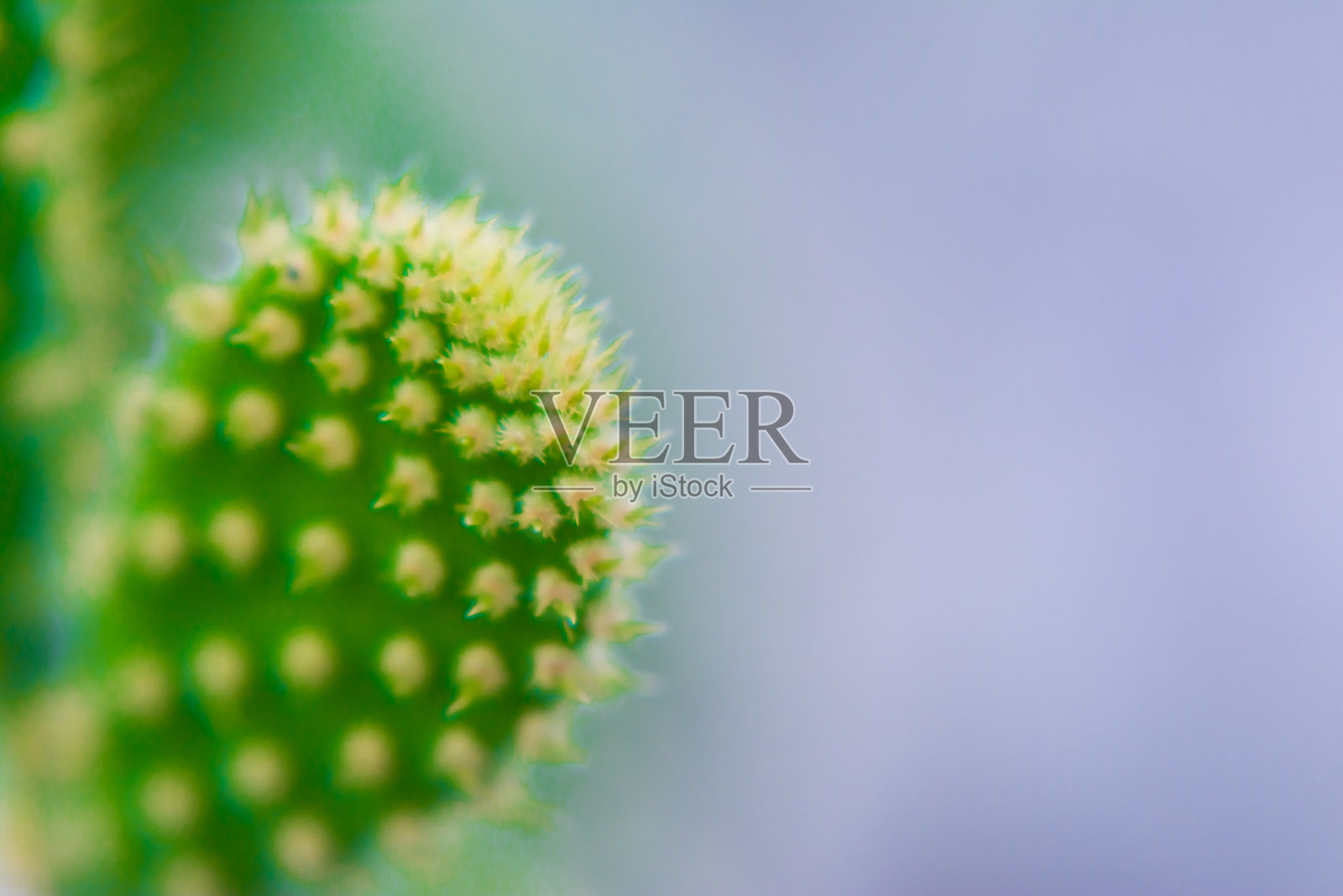 近距离观察仙人掌的刺，有选择的聚焦。有选择性聚焦的长红色尖刺的仙人掌。副本的空间。照片摄影图片