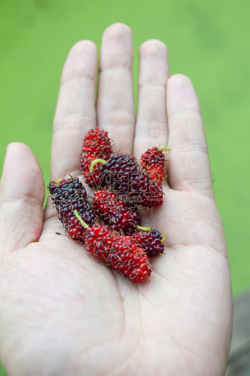 新鲜的桑椹果在男人手上照片摄影图片