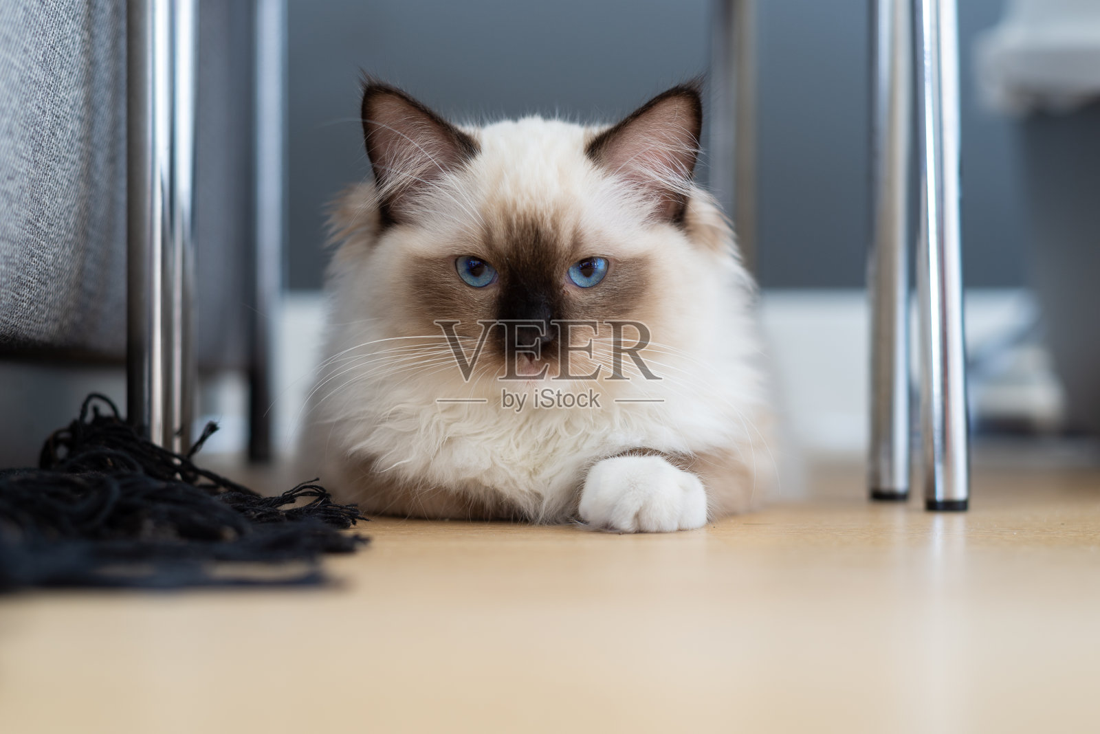 布娃娃猫在豪华公寓里休息。照片摄影图片