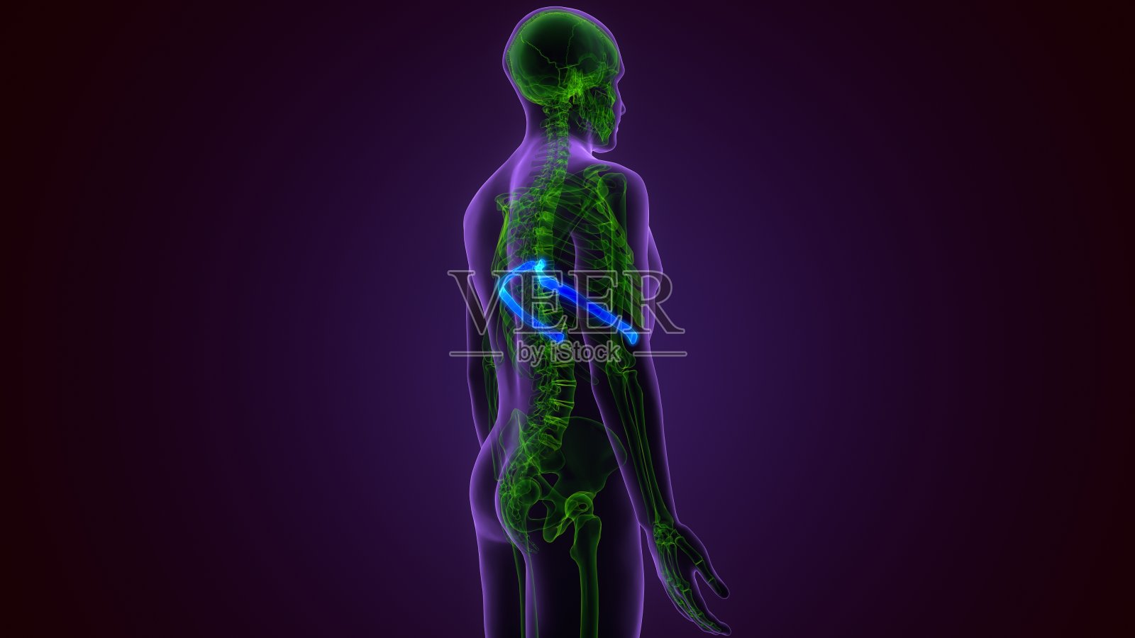 人体骨骼解剖肋骨笼第五骨3D渲染医学概念照片摄影图片