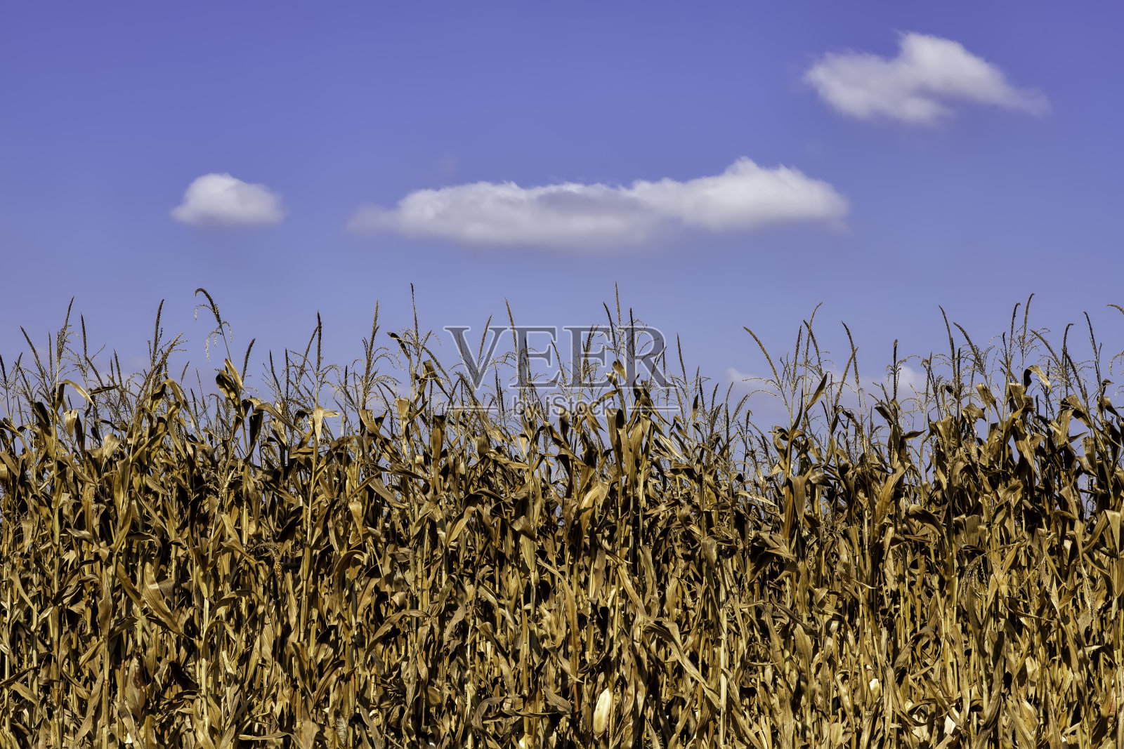 蓝天白云背景下成排的成熟金色玉米照片摄影图片