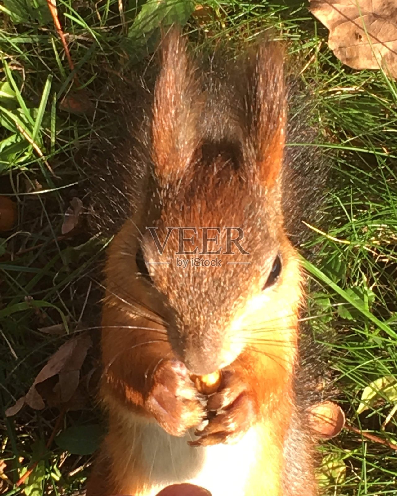 城市公园里毛茸茸的松鼠，从它们手中直接拿走坚果照片摄影图片