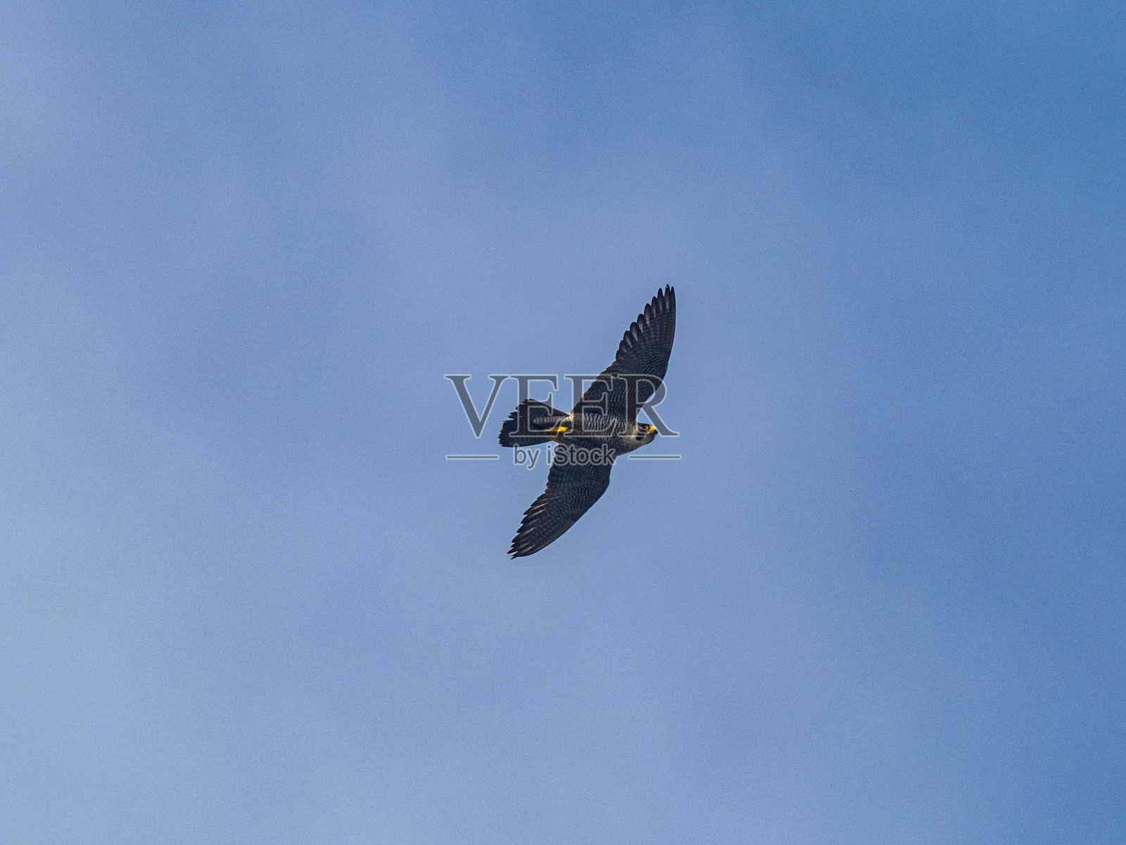 游隼在日本的Enoshima上空翱翔。照片摄影图片