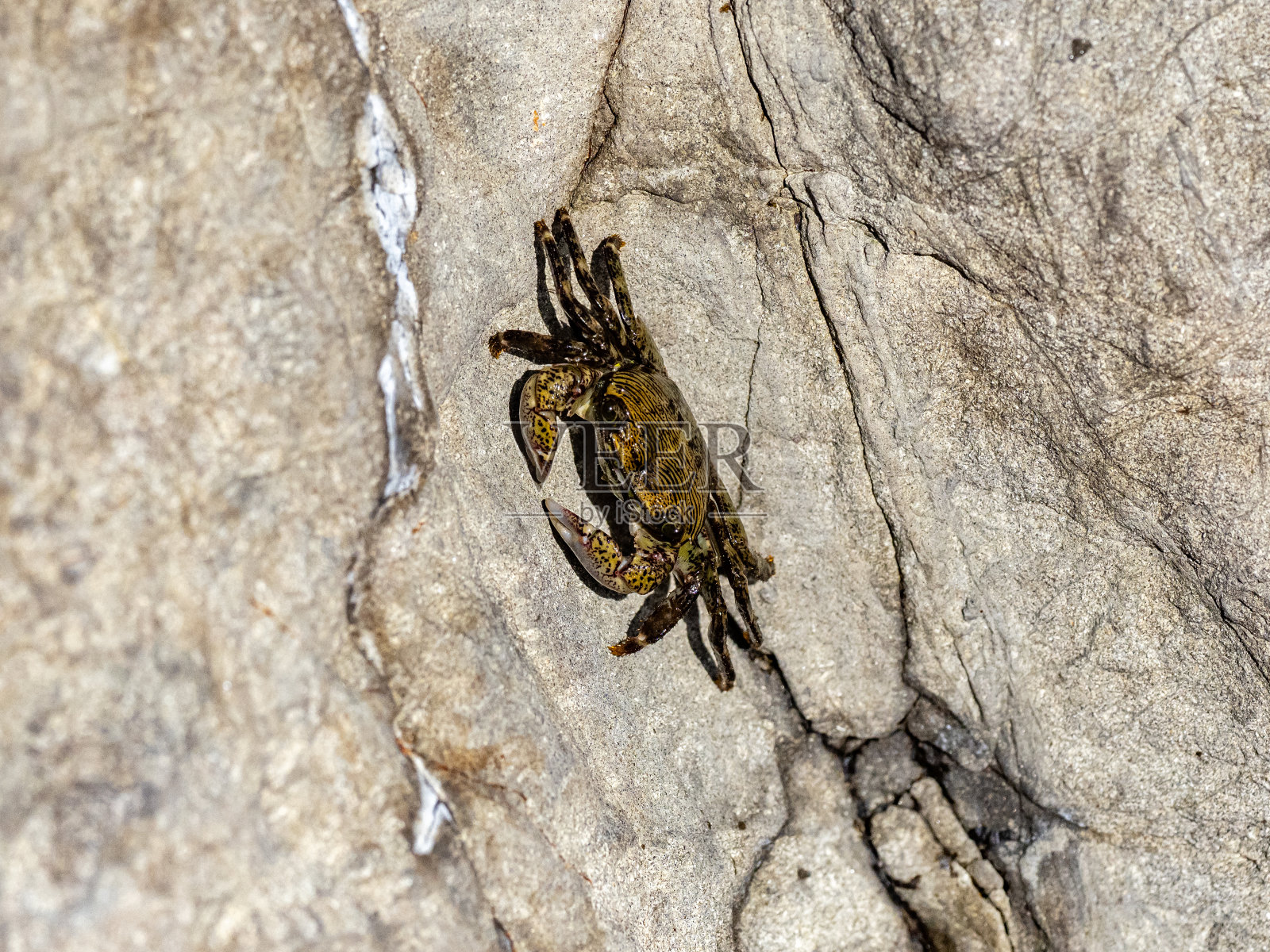 条纹滨蟹在潮汐池之间游动照片摄影图片