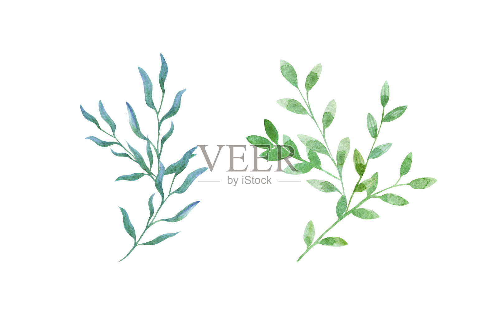 水彩植物元素，蓝绿色的树枝与树叶在白色的背景。插画图片素材