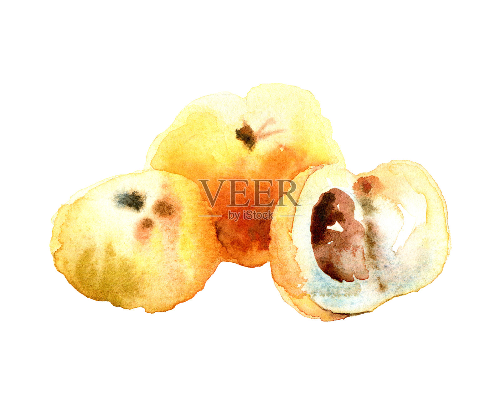 水彩木瓜在白色的背景插画图片素材