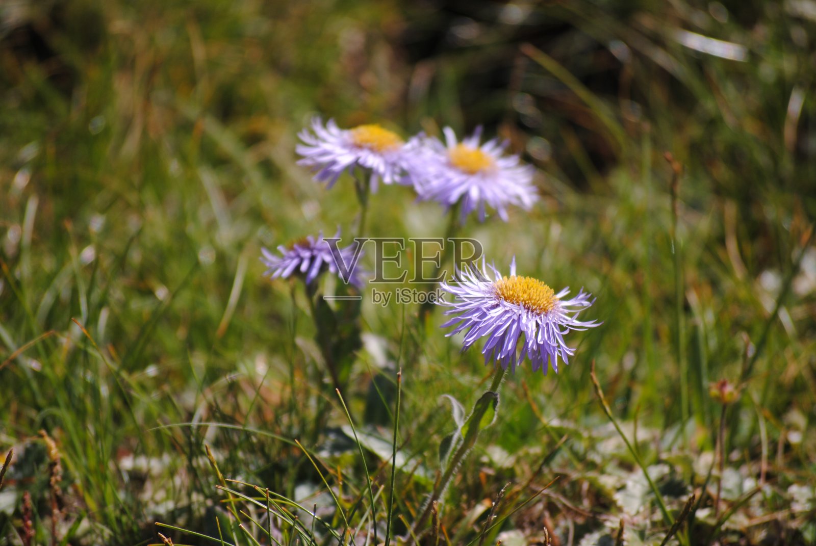 花的照片照片摄影图片