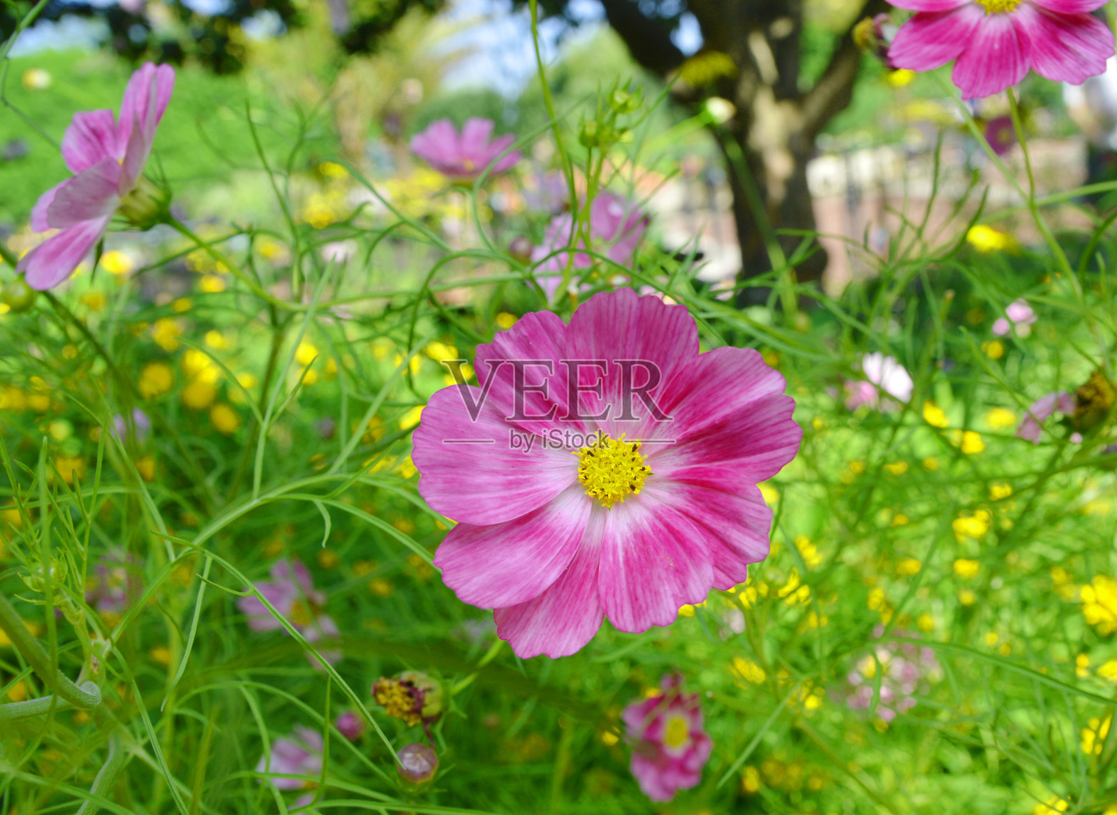 花园里的宇宙花照片摄影图片