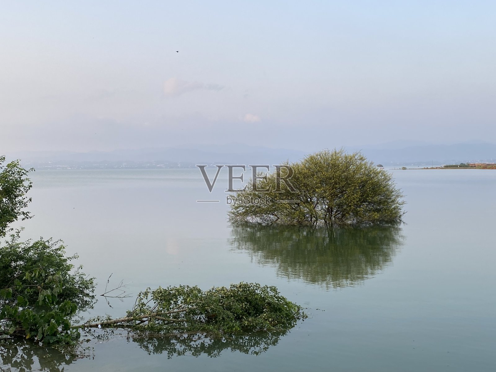 相思树在湖水中照片摄影图片
