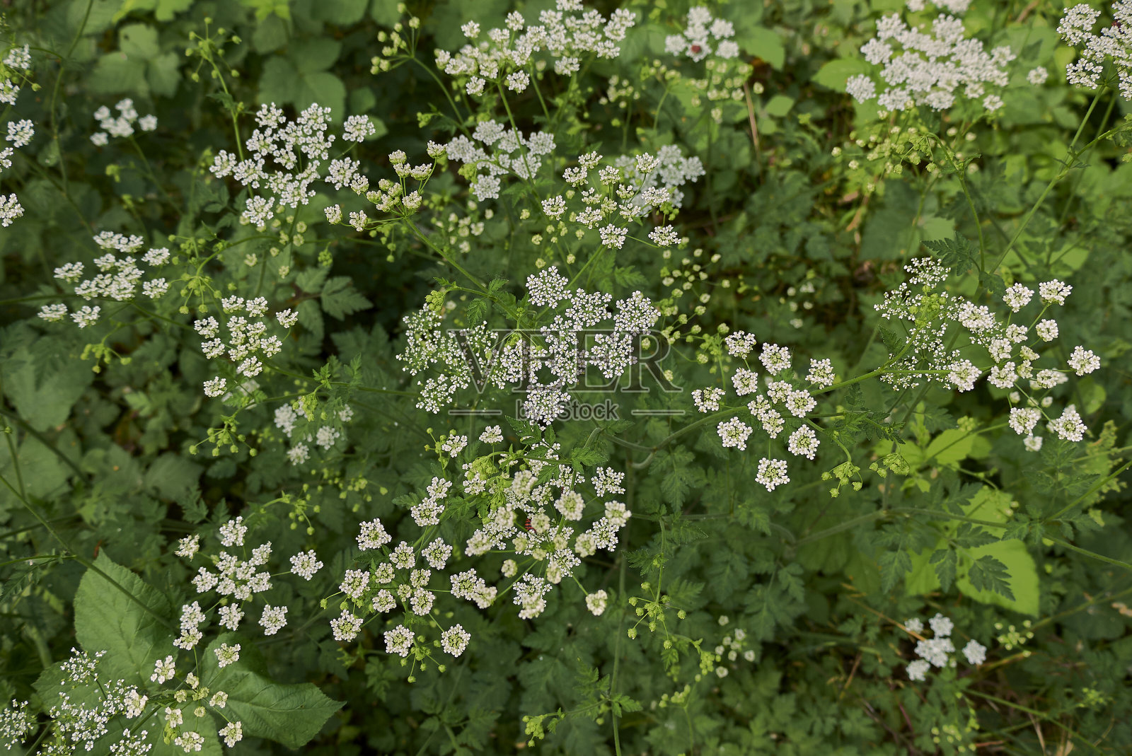 查埃洛菲勒姆 · 特穆卢姆照片摄影图片