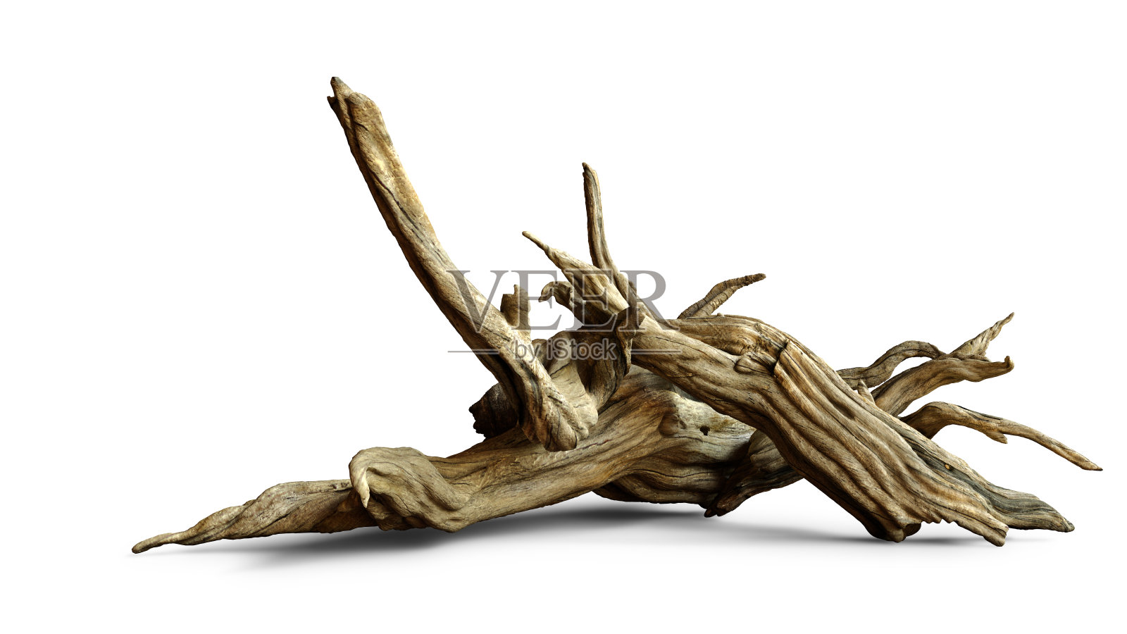 漂木孤立在白色背景，老枝照片摄影图片