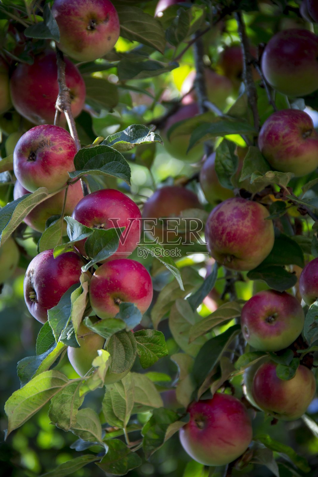 苹果树的树枝在苹果的重压下折断了照片摄影图片
