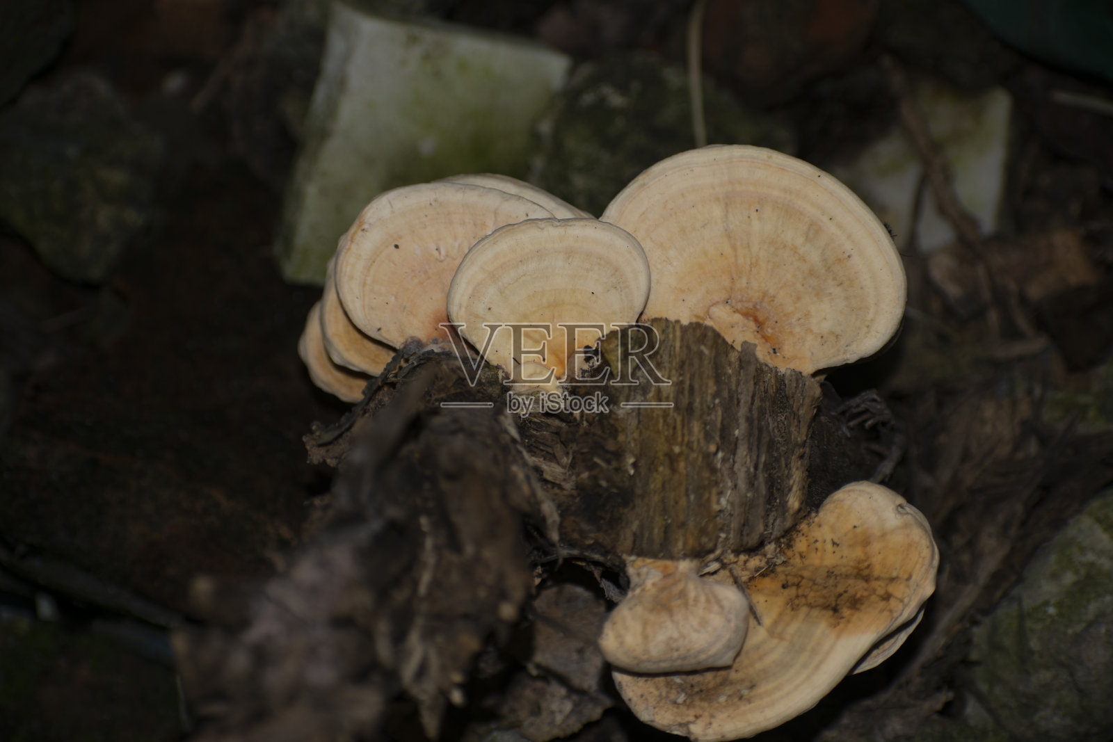 在森林地面腐烂的木头上生长的肺侧耳照片摄影图片