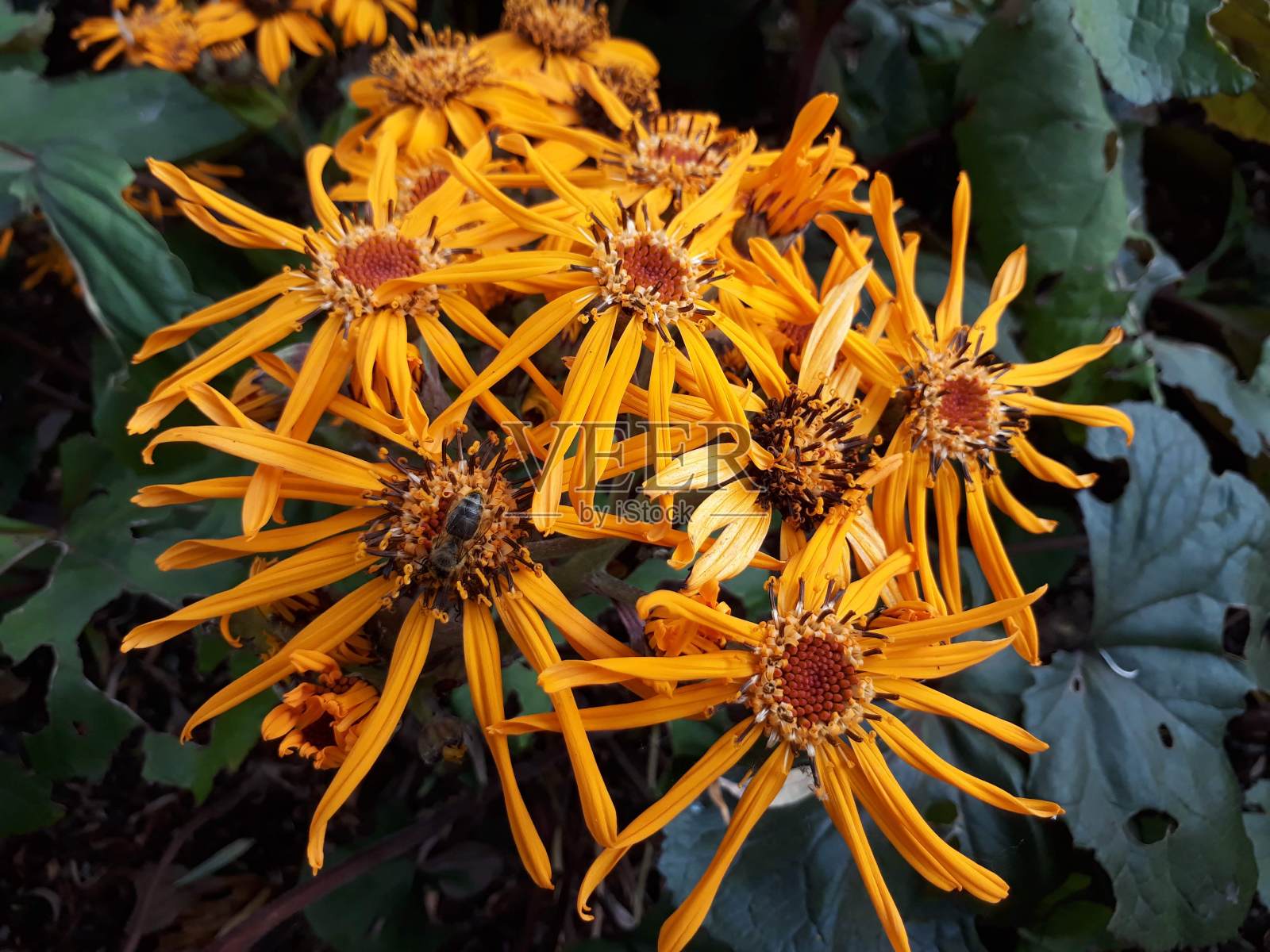 黄色的野花在夏天开放照片摄影图片