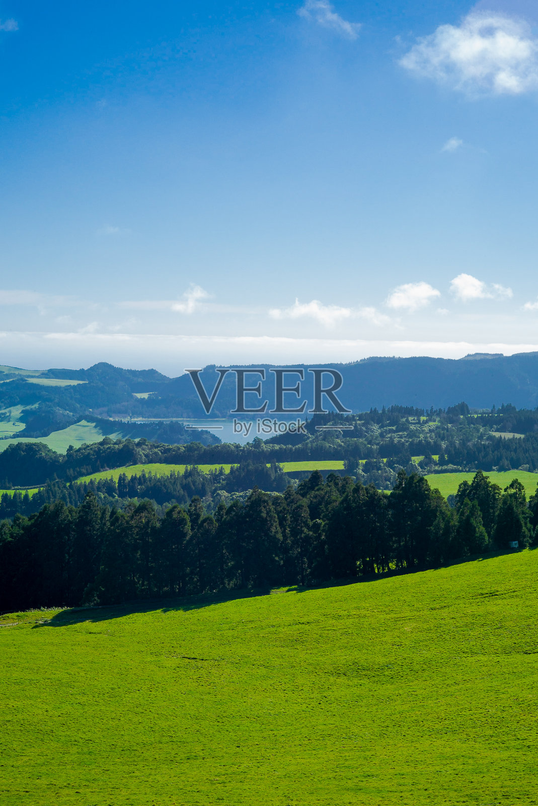 亚速尔圣米格尔-绿色的田野和柳杉(日本雪松)森林，自然地标和象征照片摄影图片