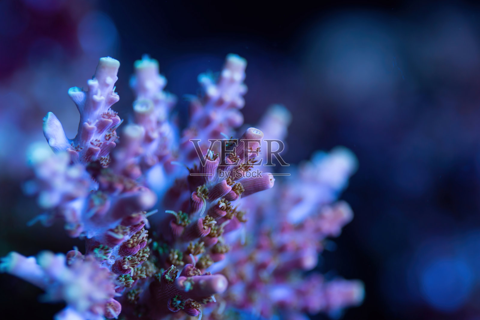 美丽的acropora sps珊瑚在珊瑚礁水族馆缸。照片摄影图片