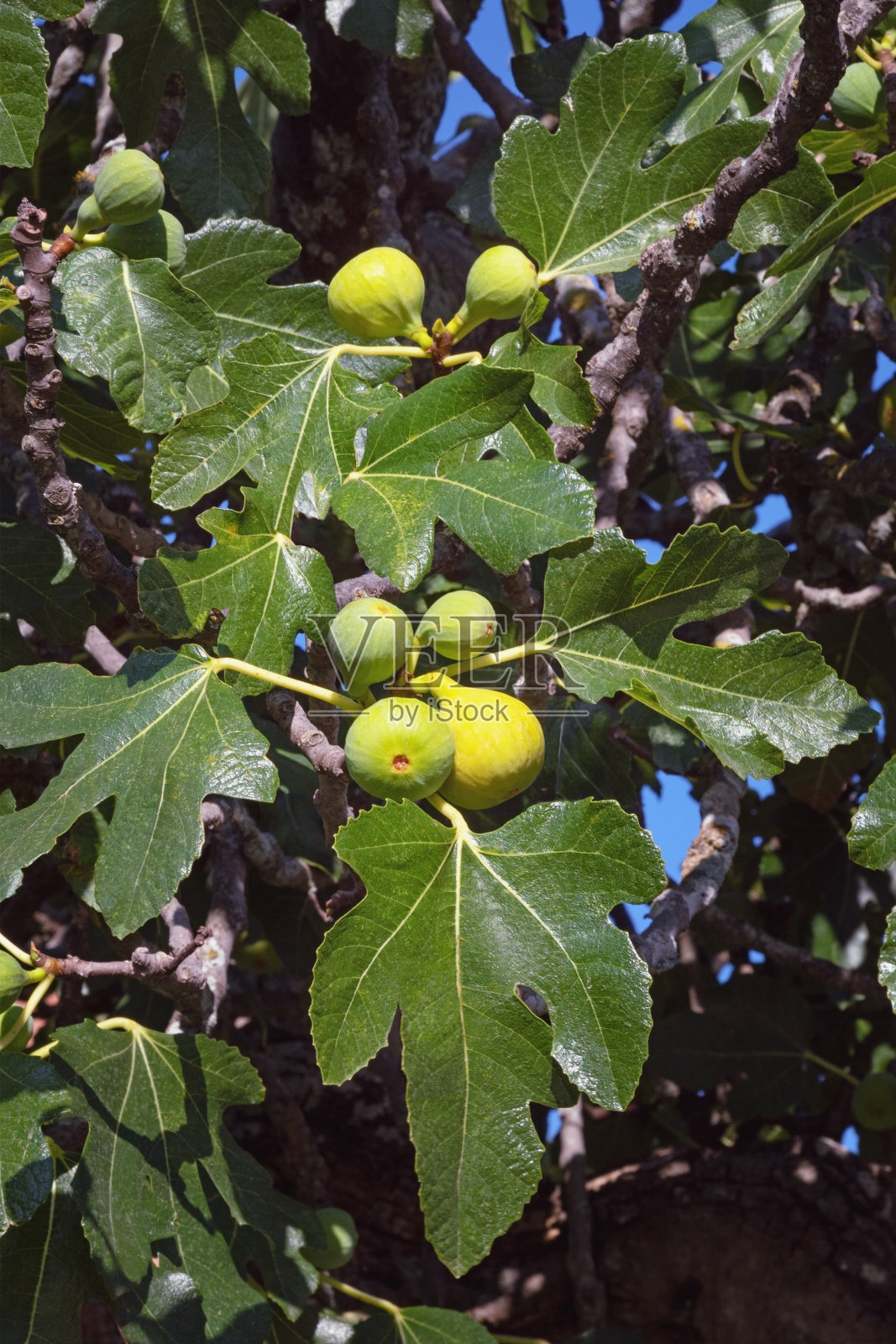 无花果树的树枝，有叶子和果实照片摄影图片