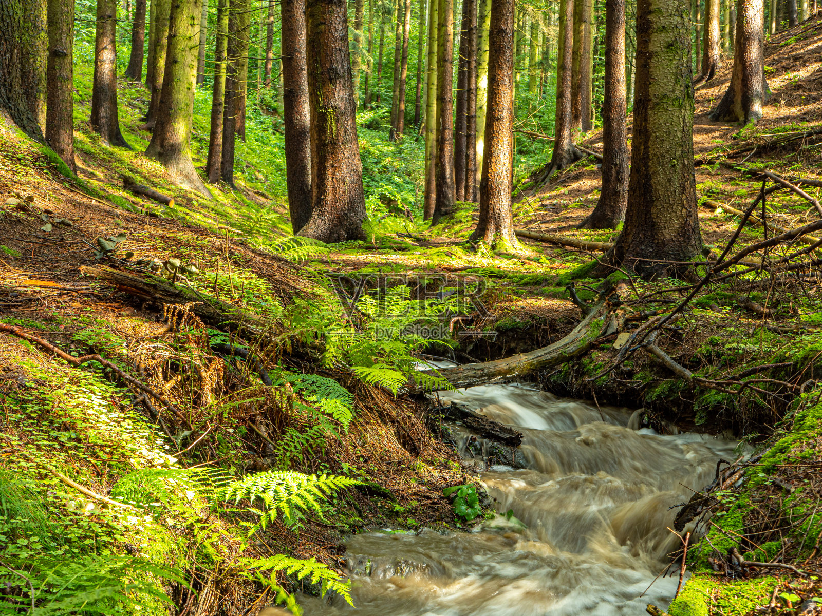 阳光在森林与溪流沃格特兰在萨克森照片摄影图片