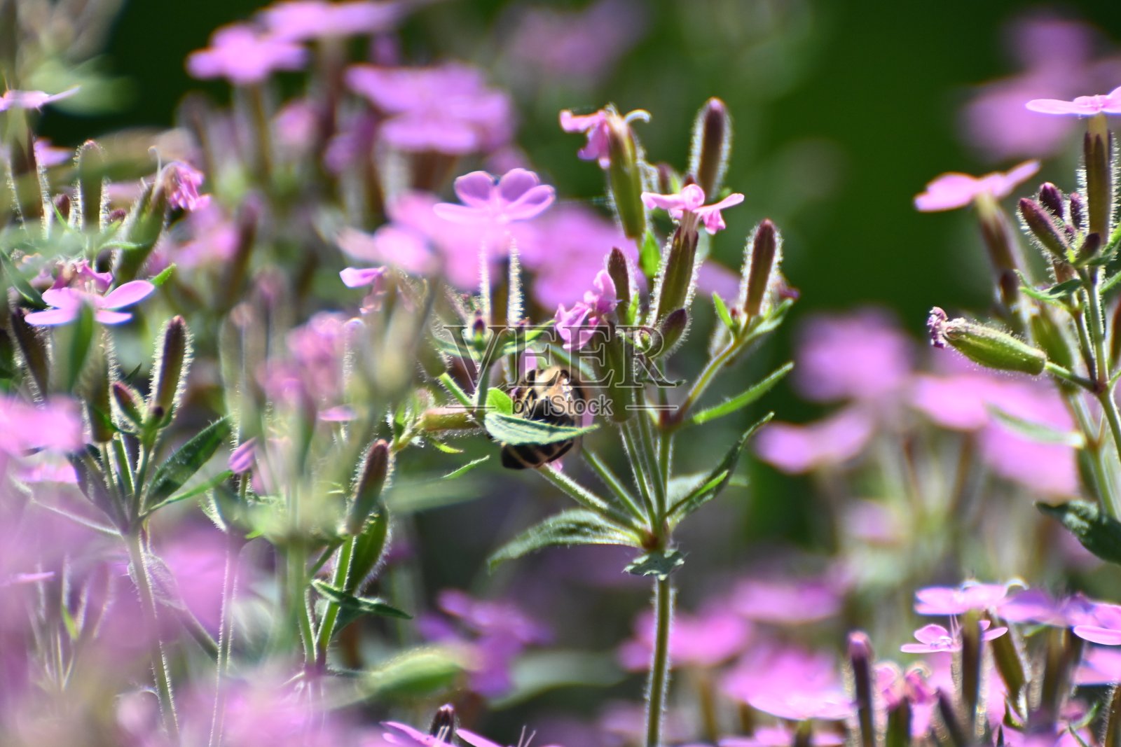 无皂叶(皂荚)与野蜜蜂照片摄影图片