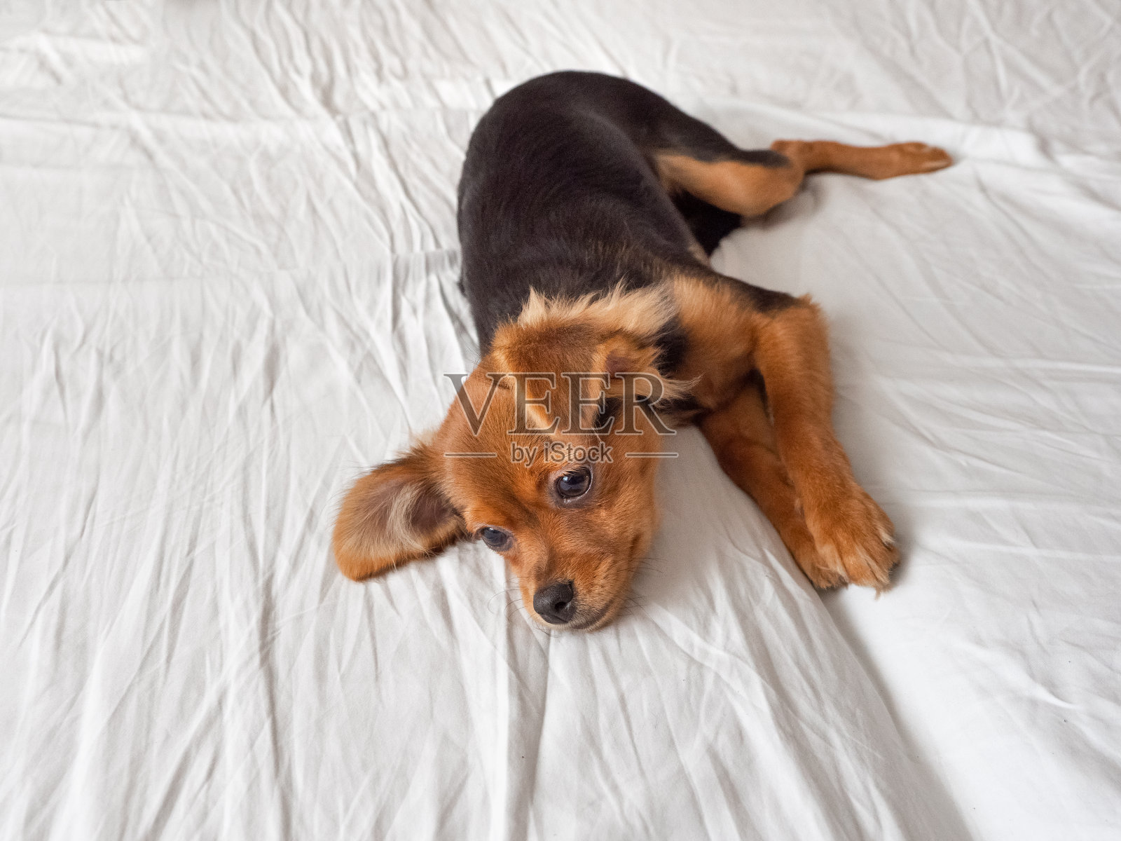 病狗躺在白色的地面上。俄罗斯玩具梗狗，复制空间照片摄影图片