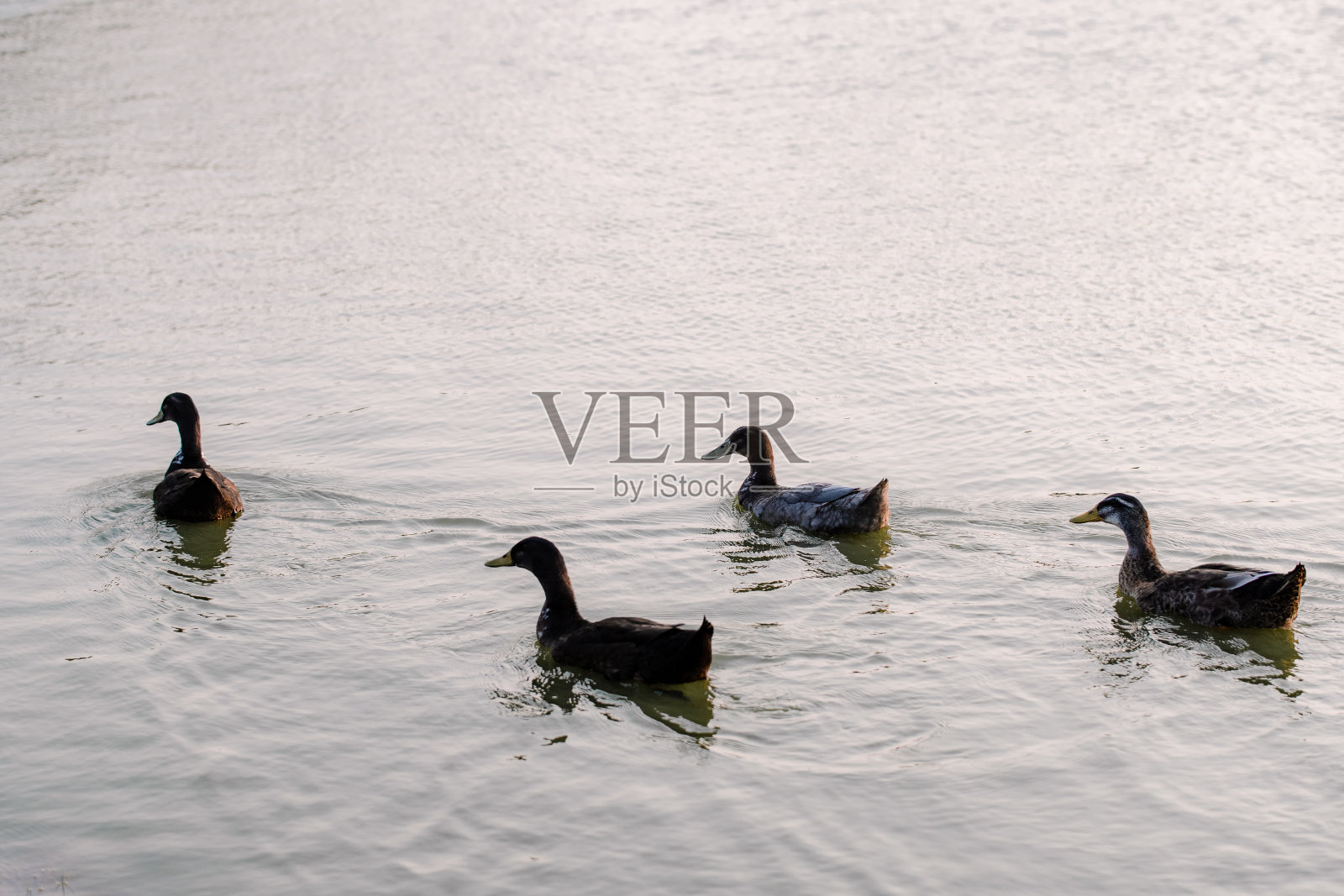 鸭子在池塘里游泳照片摄影图片
