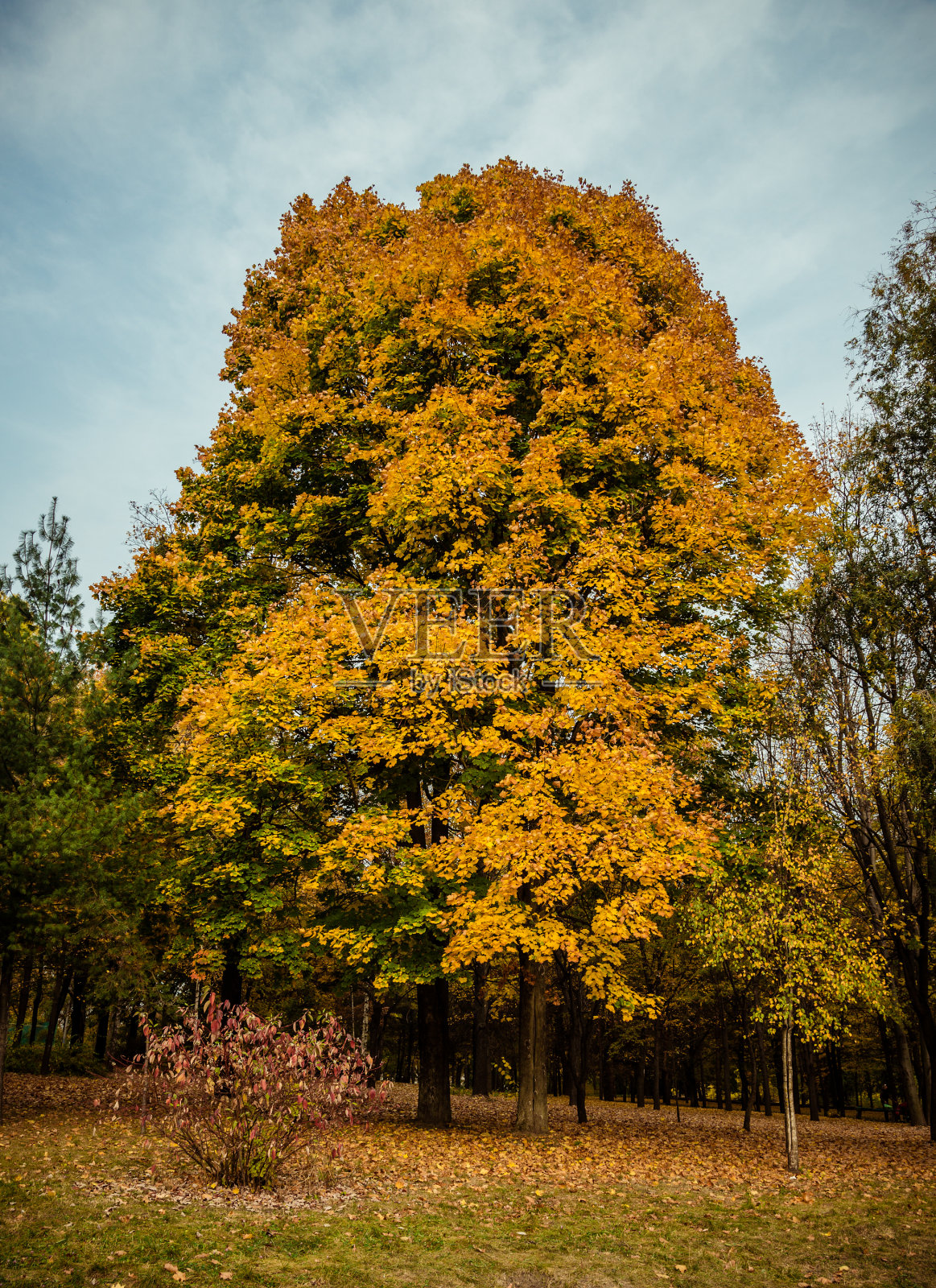 秋天的城市公园照片摄影图片