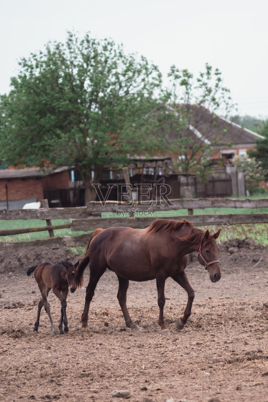 马妈妈和小马宝宝。照片摄影图片
