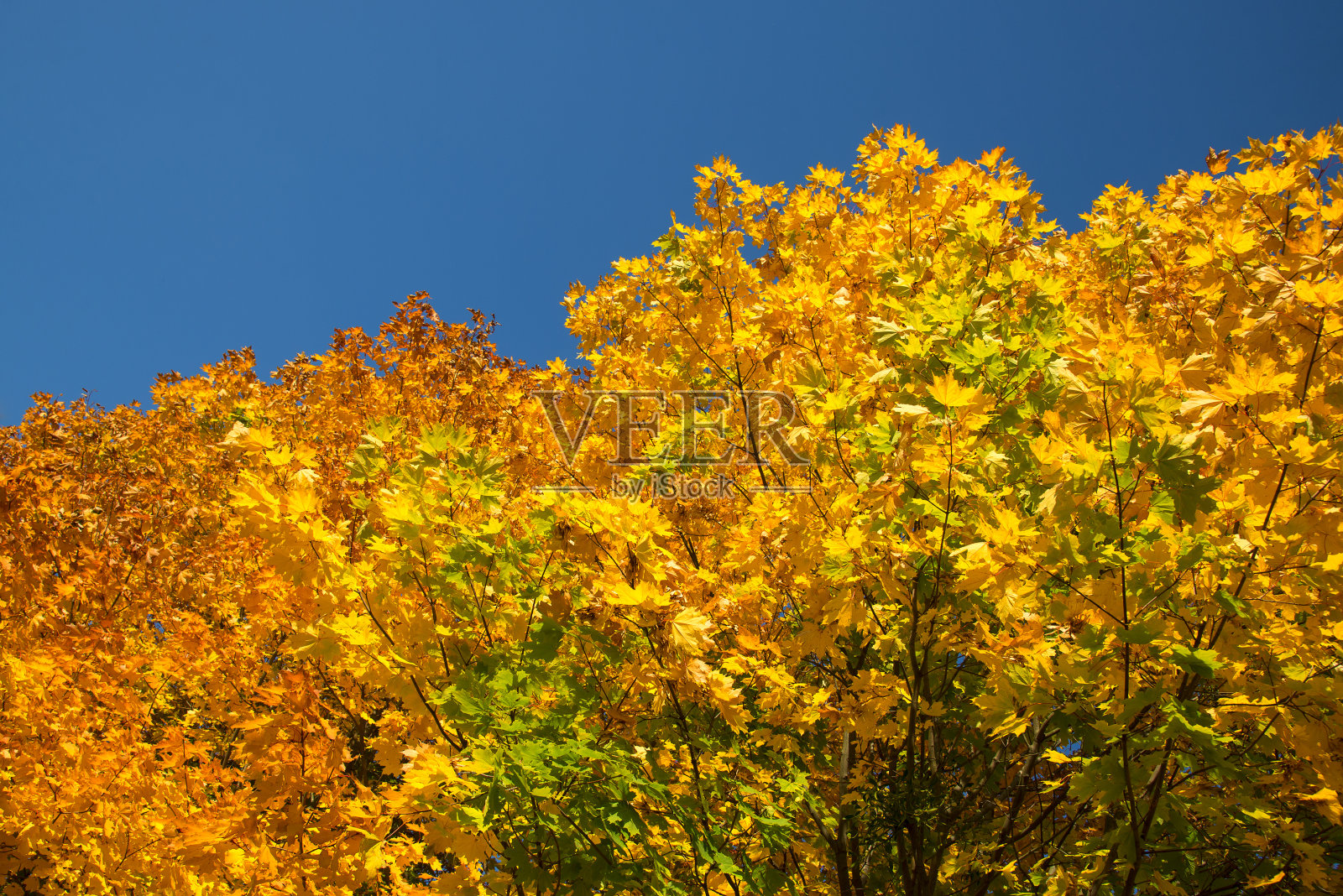 五颜六色的树梢和美丽明亮的蓝色天空照片摄影图片