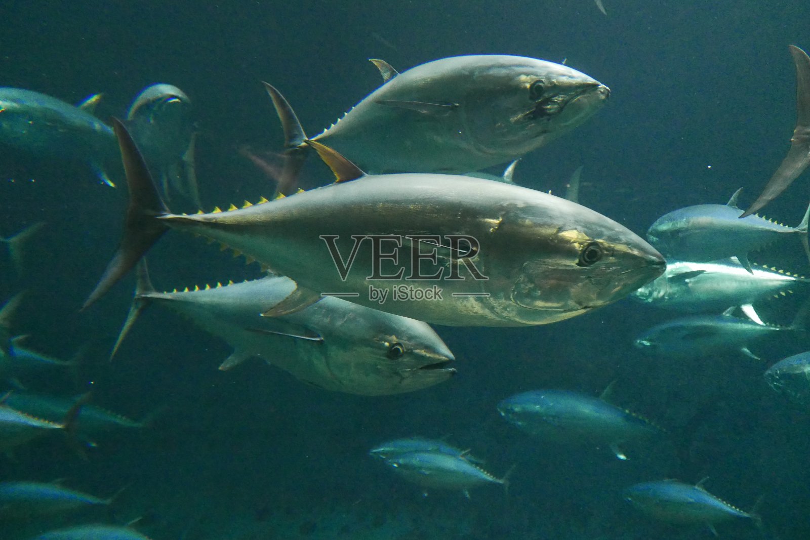 金枪鱼群照片摄影图片