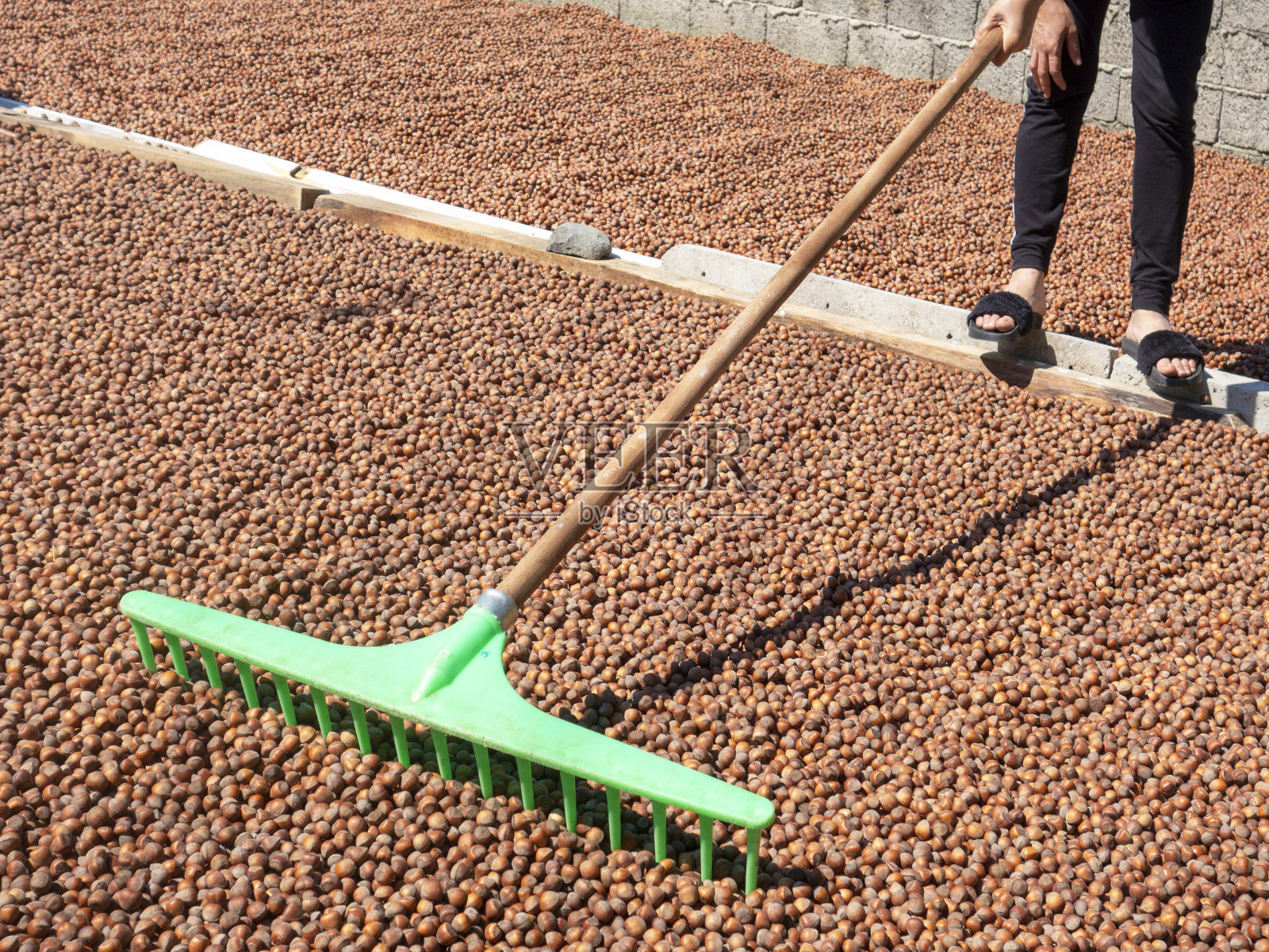 一位妇女正在用耙子混合坚果，并晒干许多有机坚果照片摄影图片